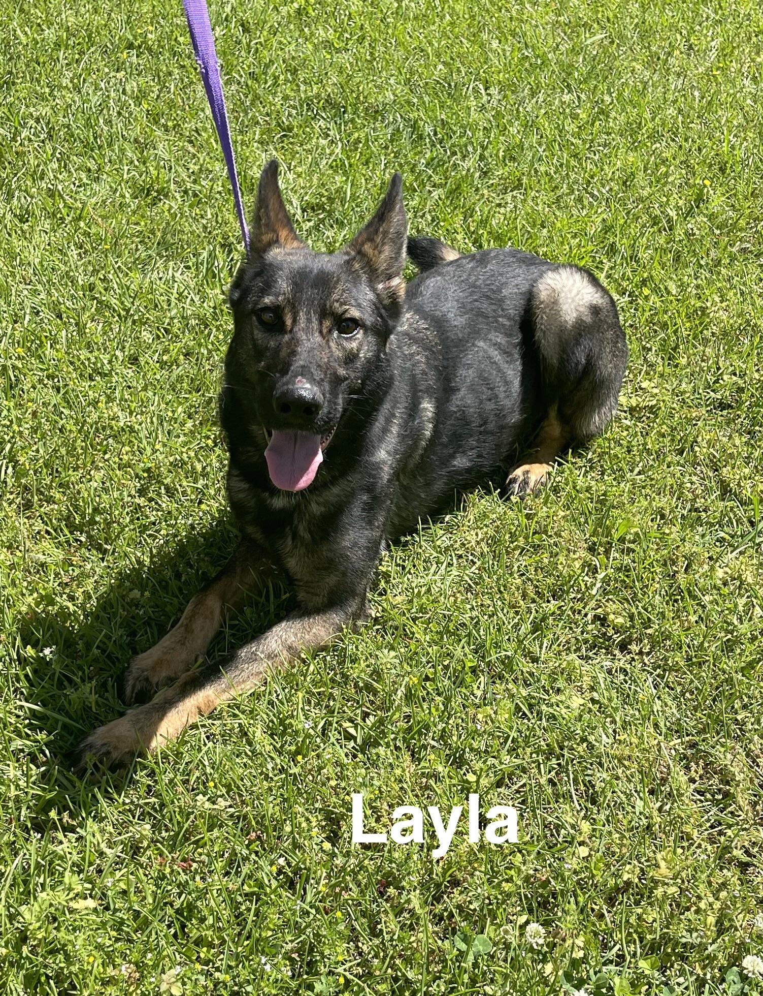 Enlarge Layla, a ADOPTABLE mixed breed in Alexander City, AL image 1/1