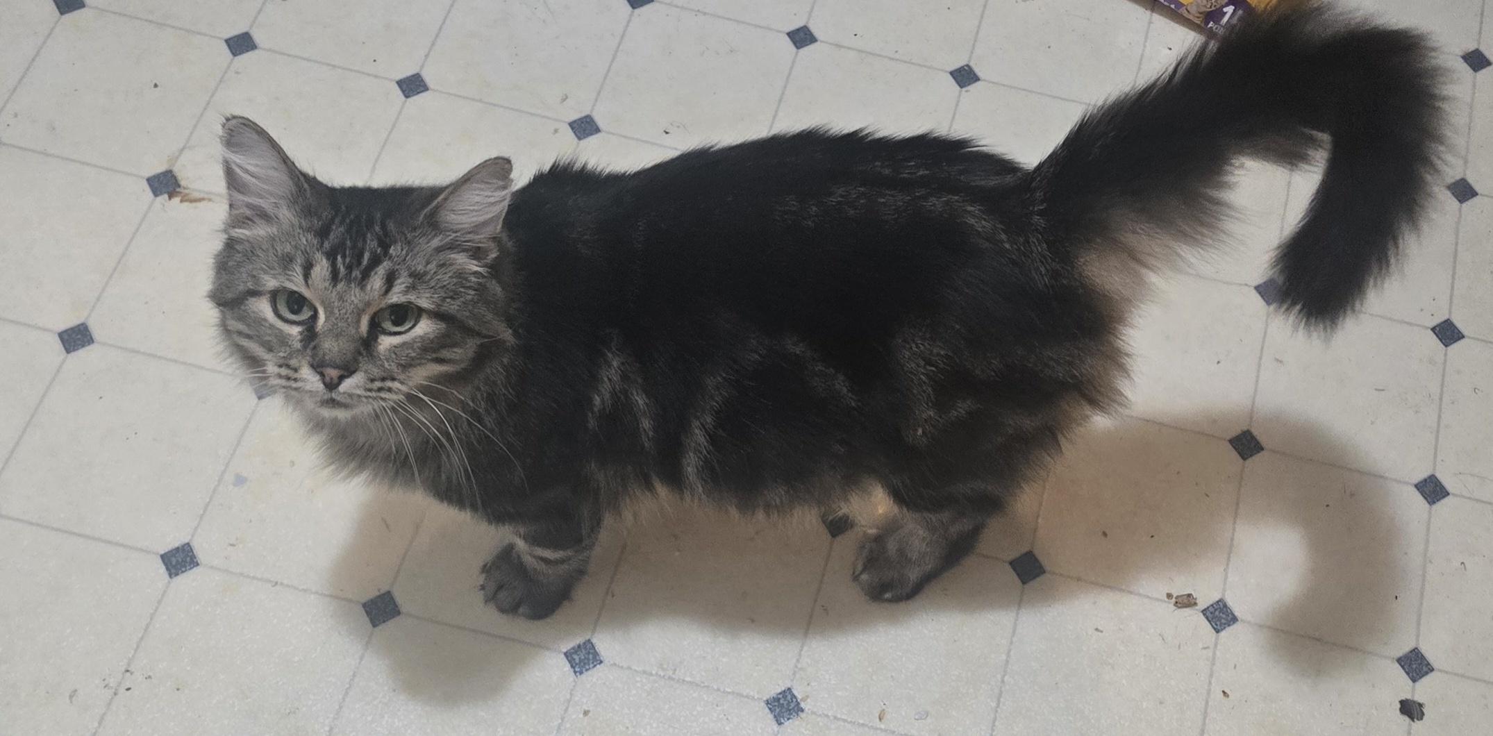 Mama Sienna, a ADOPTABLE Domestic Medium Hair in Eastlake, OH image 2/4