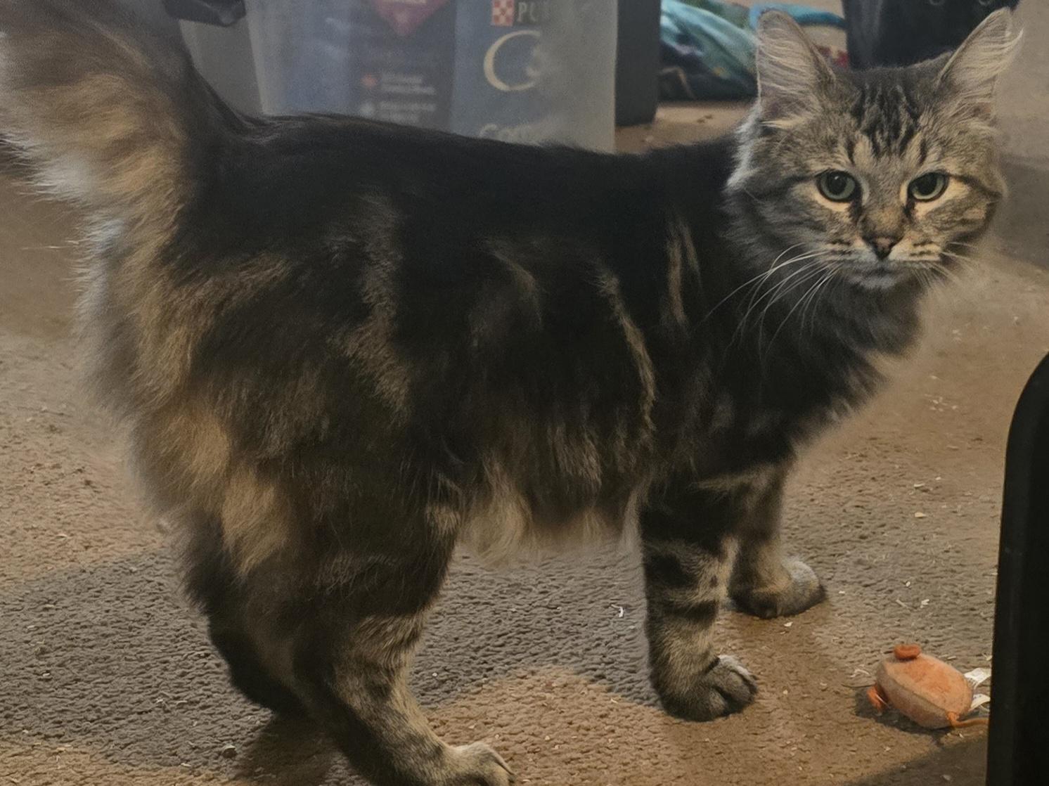 Mama Sienna, a ADOPTABLE Domestic Medium Hair in Eastlake, OH image 4/4