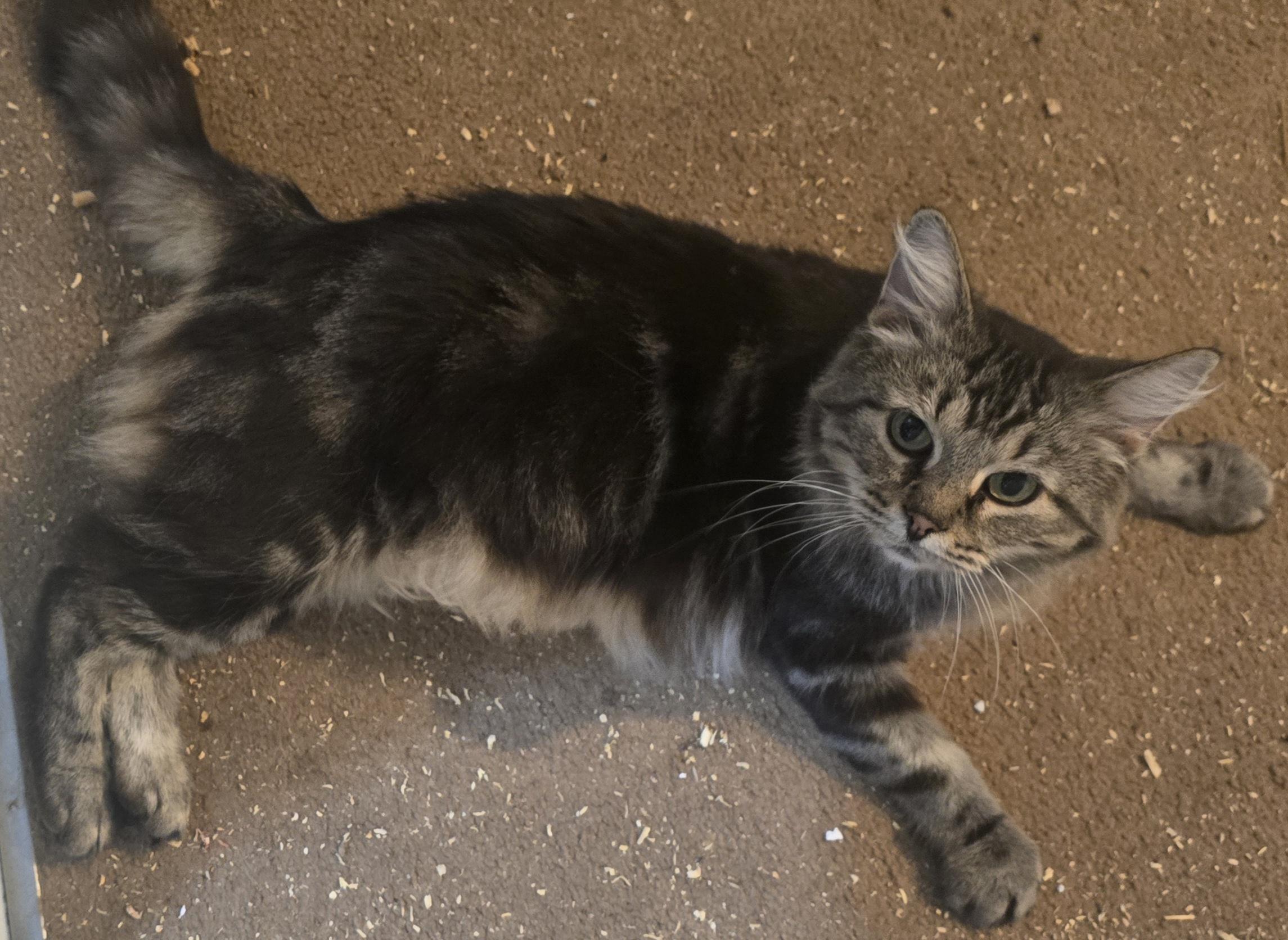 Mama Sienna, a ADOPTABLE Domestic Medium Hair in Eastlake, OH image 1/4