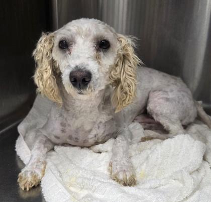 Rocco, Adoptable, Adult Male Poodle & Bichon Frise.
