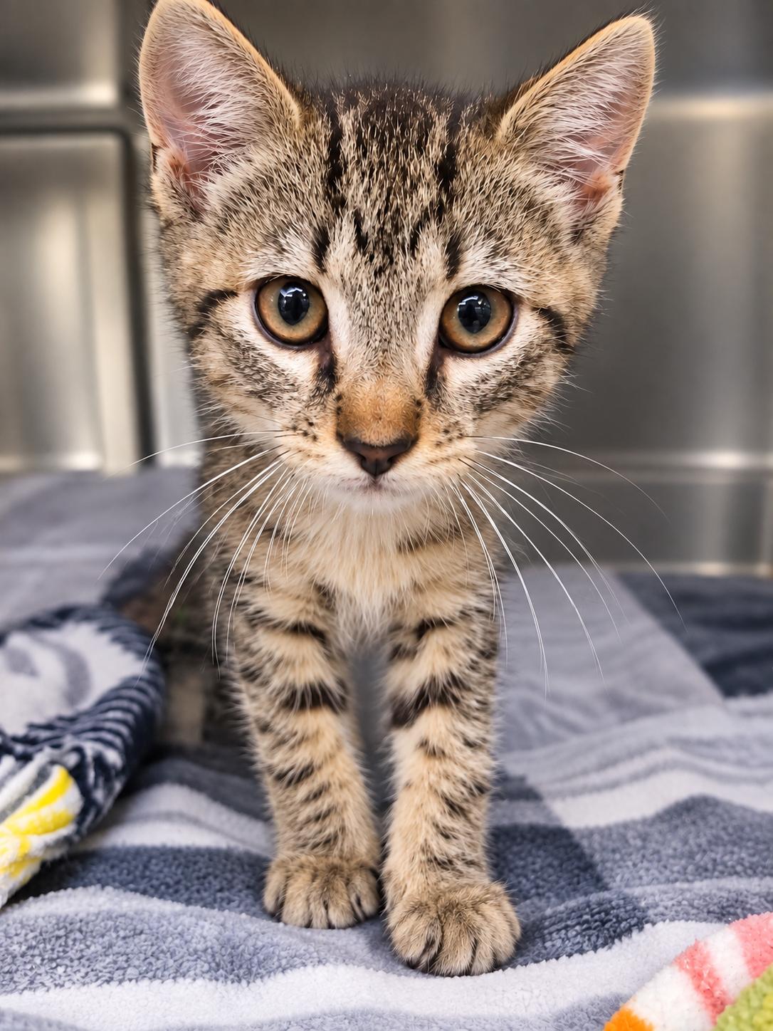 Enlarge Frick, a Adoptable Domestic Short Hair in Winfield, KS image 1/1