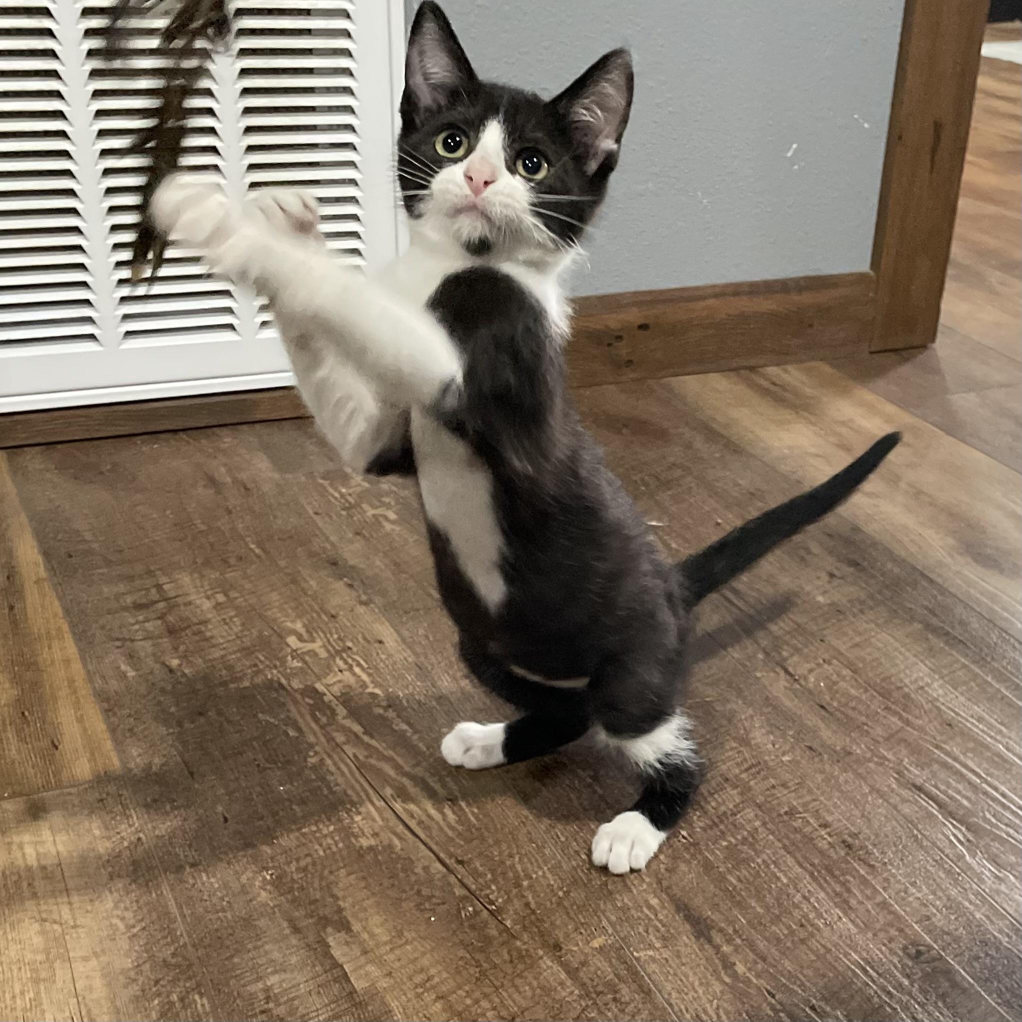 Enlarge Bubbles, a Adoptable Domestic Short Hair in Bentonville, AR image 1/1