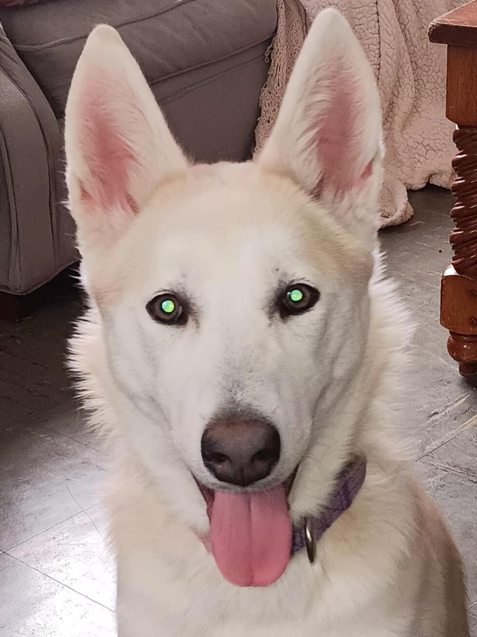 Polar Bear -BK, Adoptable, Young Female Alaskan Malamute & German Shepherd Dog.