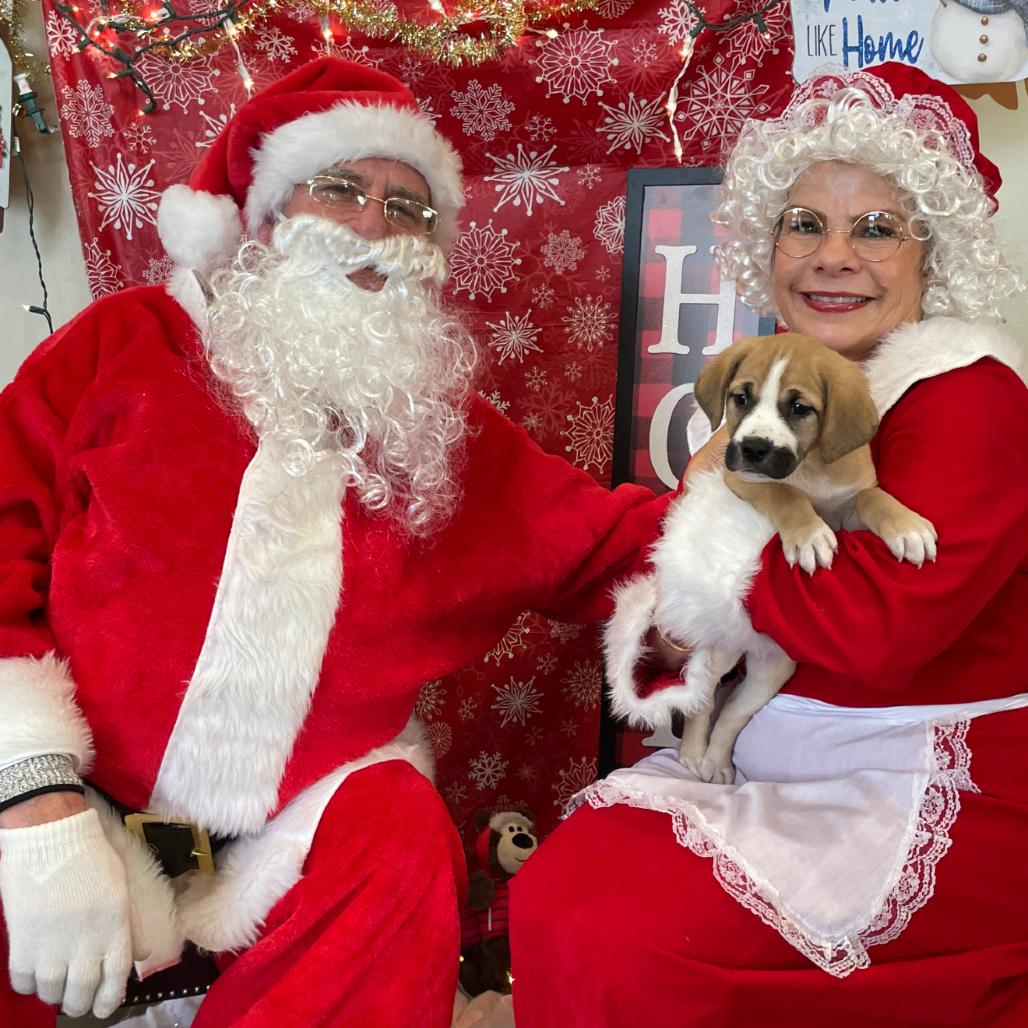 Angelica, Adoptable, Puppy Female Australian Cattle Dog / Blue Heeler & Mixed Breed.