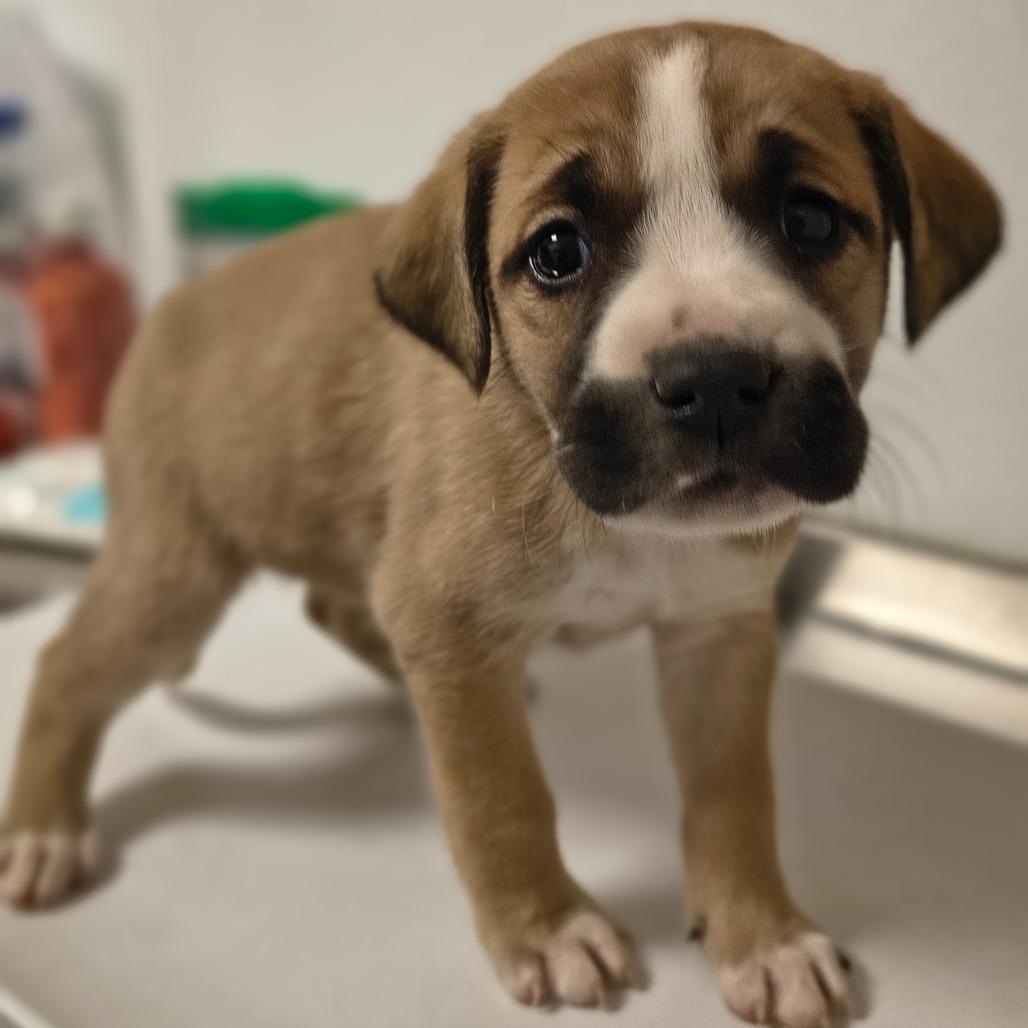 Enlarge Angelica, a Adoptable mixed breed in Tulsa, OK image 1/1