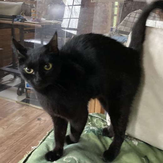 Vinho Verde, Adoptable, Adult Female Domestic Short Hair.