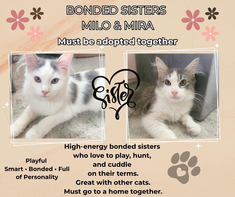 Milo and Mira , ADOPTABLE, Young Female Domestic Long Hair.