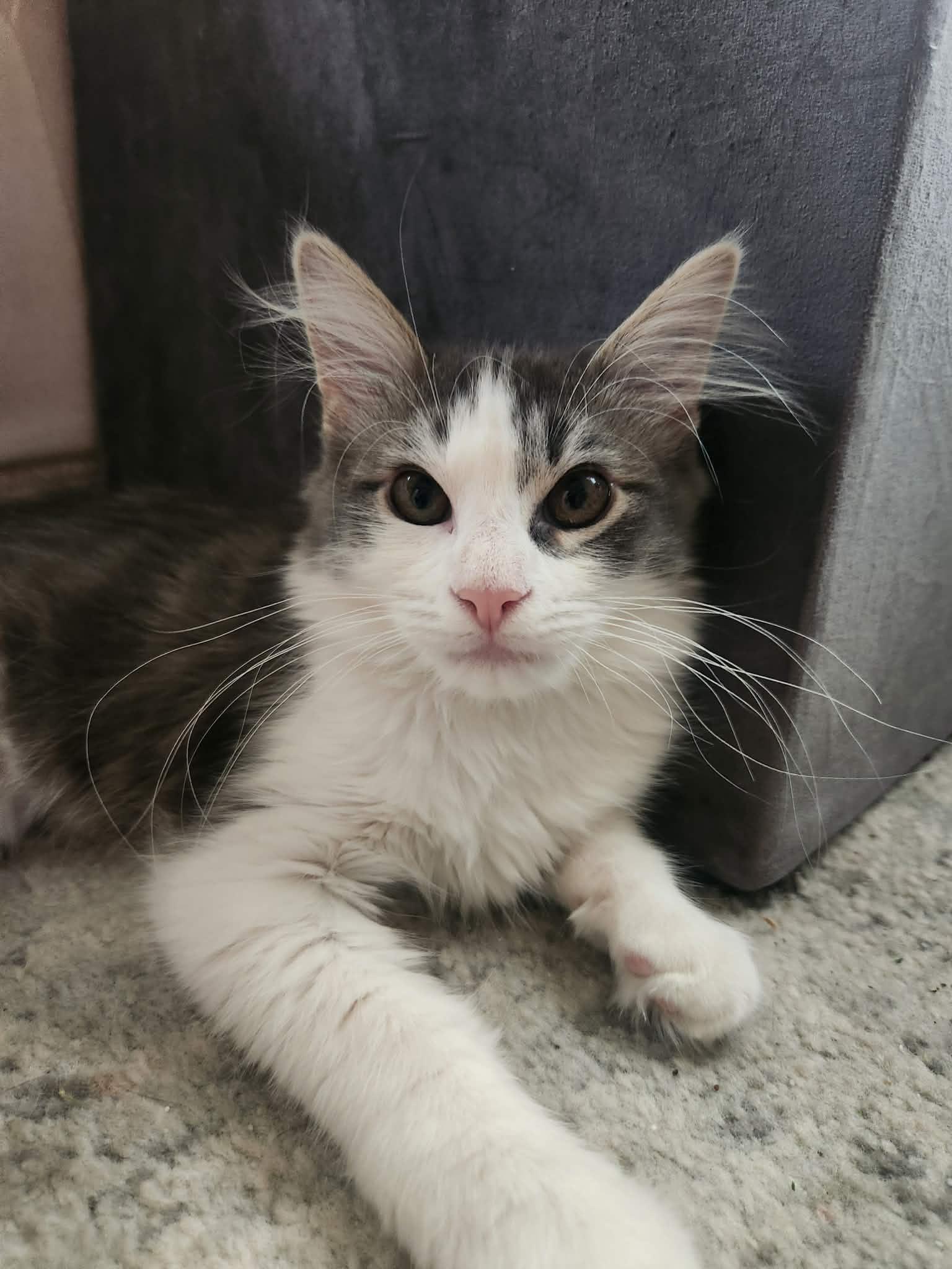 Milo and Mira , an adopted Domestic Long Hair in Price, UT image 2/3
