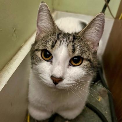 Benatar, Adoptable, Adult Female Domestic Short Hair & Domestic Short Hair.