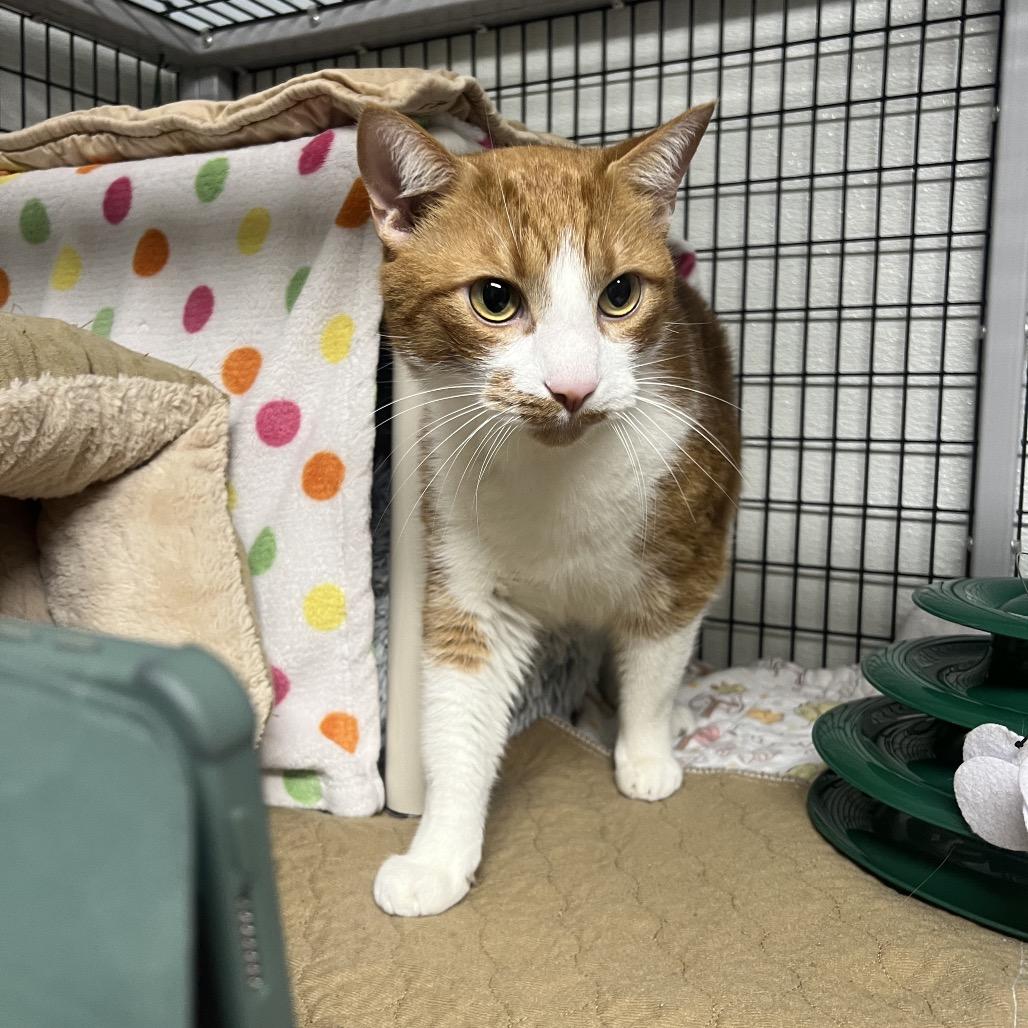 Costco (Bonded with Sam's Club), Adoptable, Adult Male Domestic Short Hair.