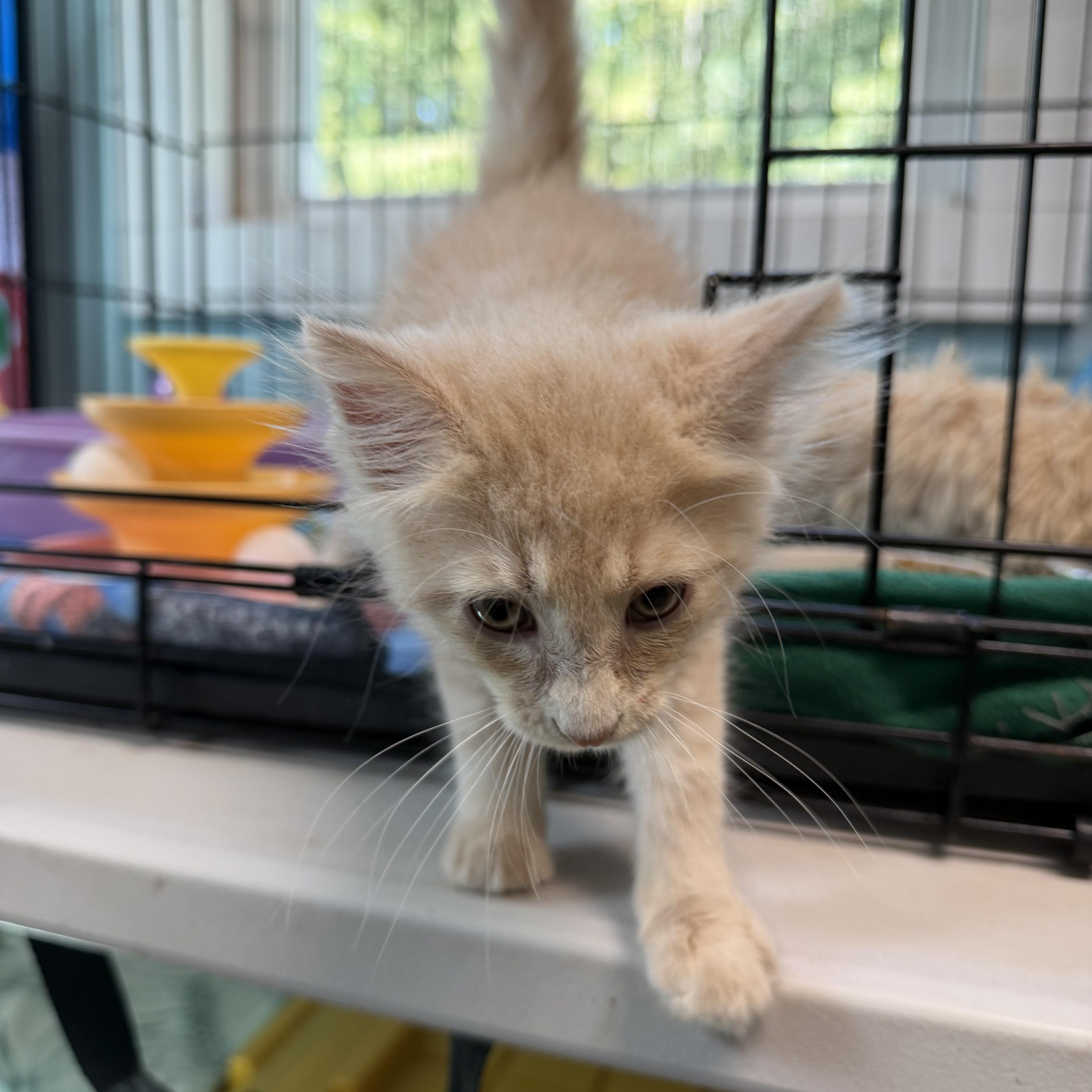 Enlarge Oliver, a Adopted Domestic Medium Hair in Warren, OH image 5/5