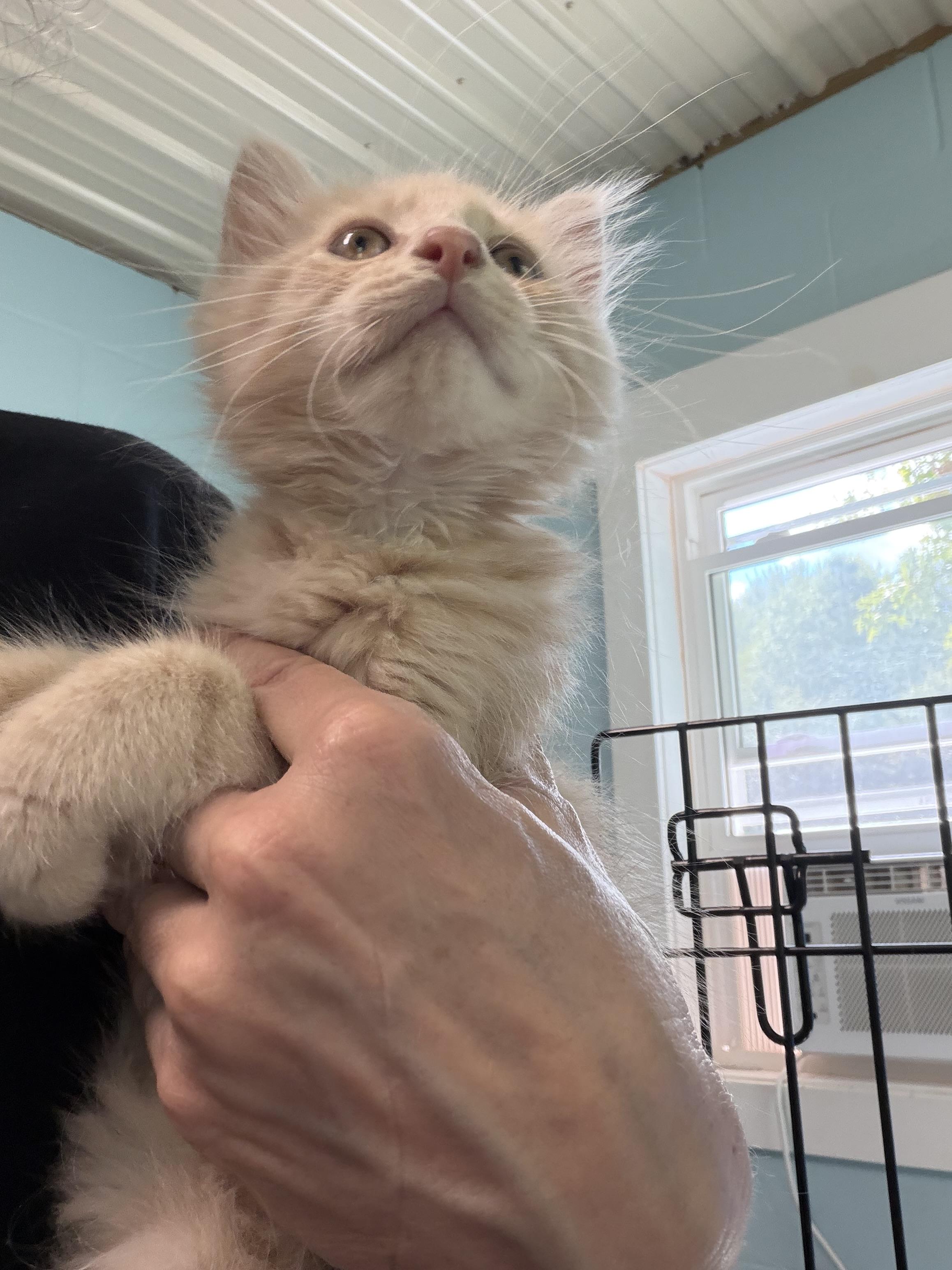 Enlarge Oliver, a Adopted Domestic Medium Hair in Warren, OH image 2/5