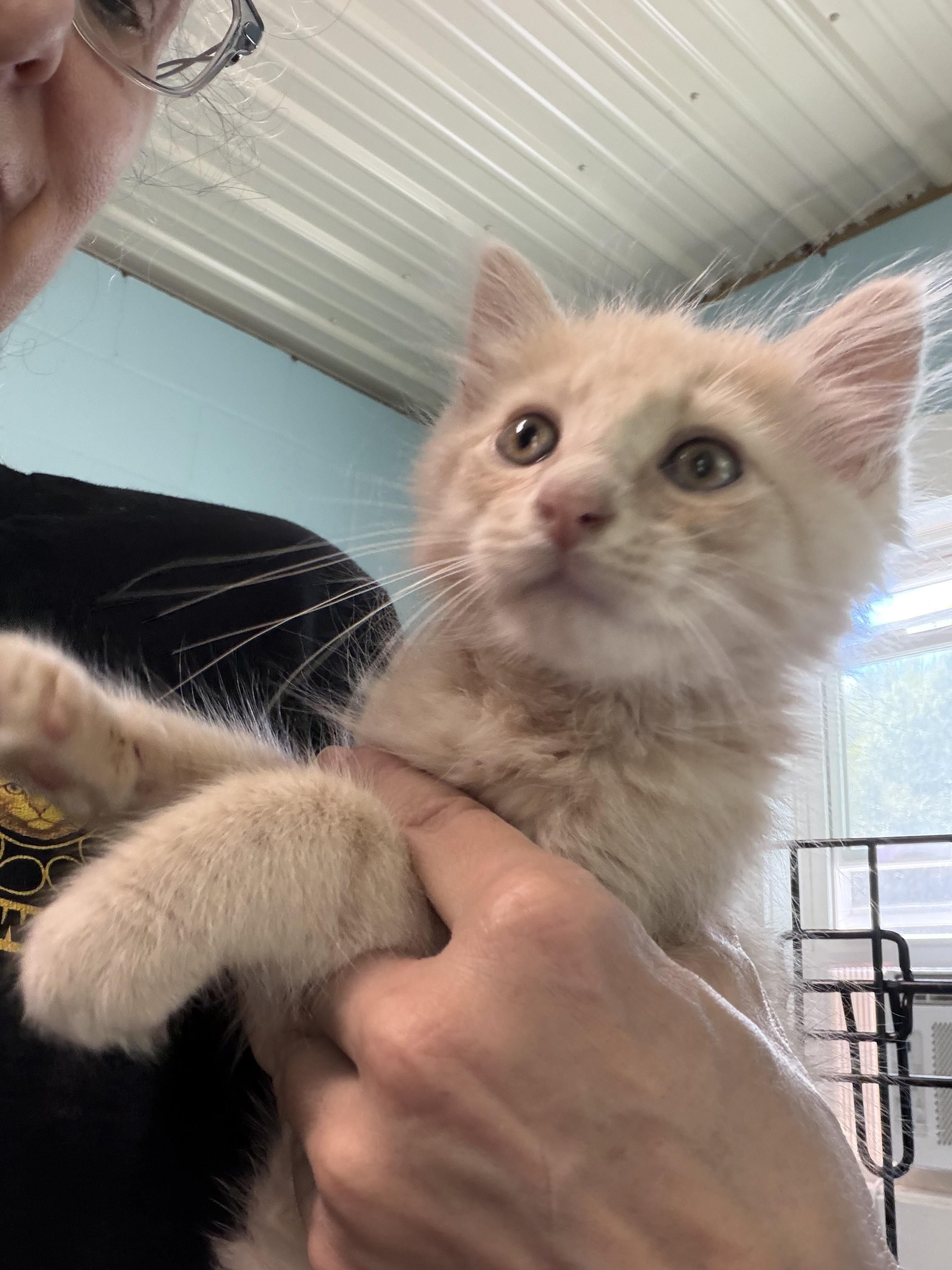Oliver, Adopted, Kitten Male Domestic Medium Hair.