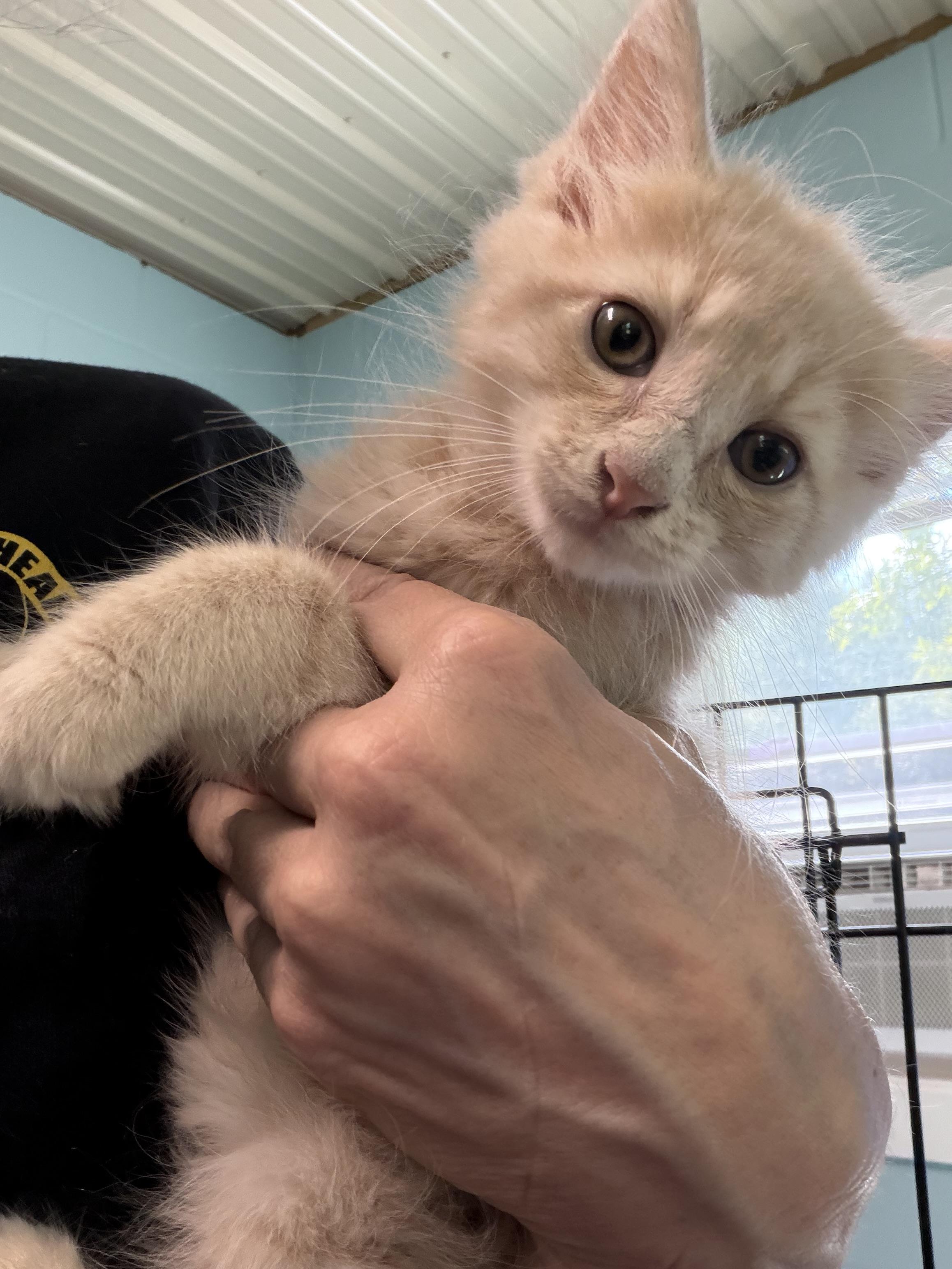 Enlarge Oliver, a Adopted Domestic Medium Hair in Warren, OH image 3/5