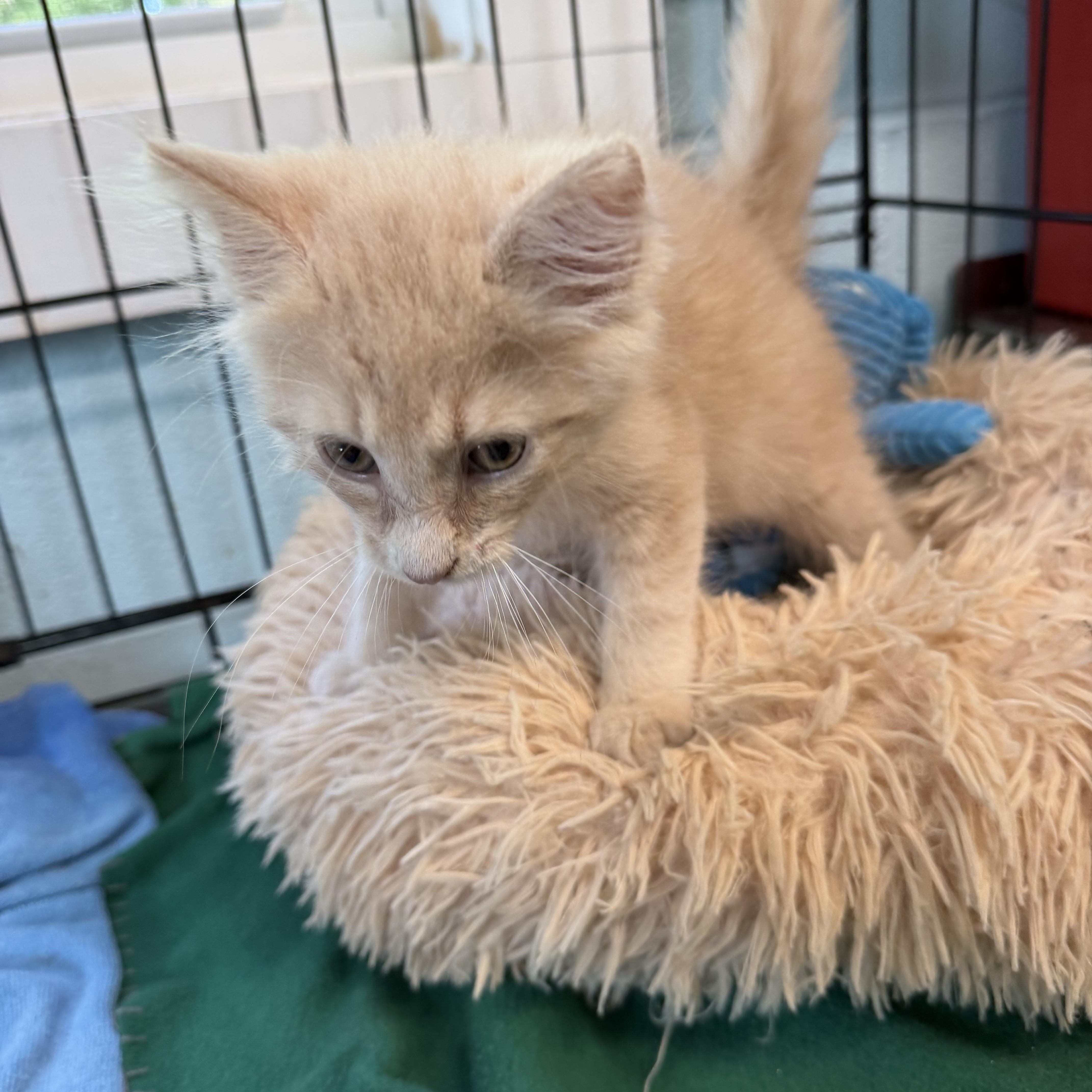 Enlarge Oliver, a Adopted Domestic Medium Hair in Warren, OH image 4/5