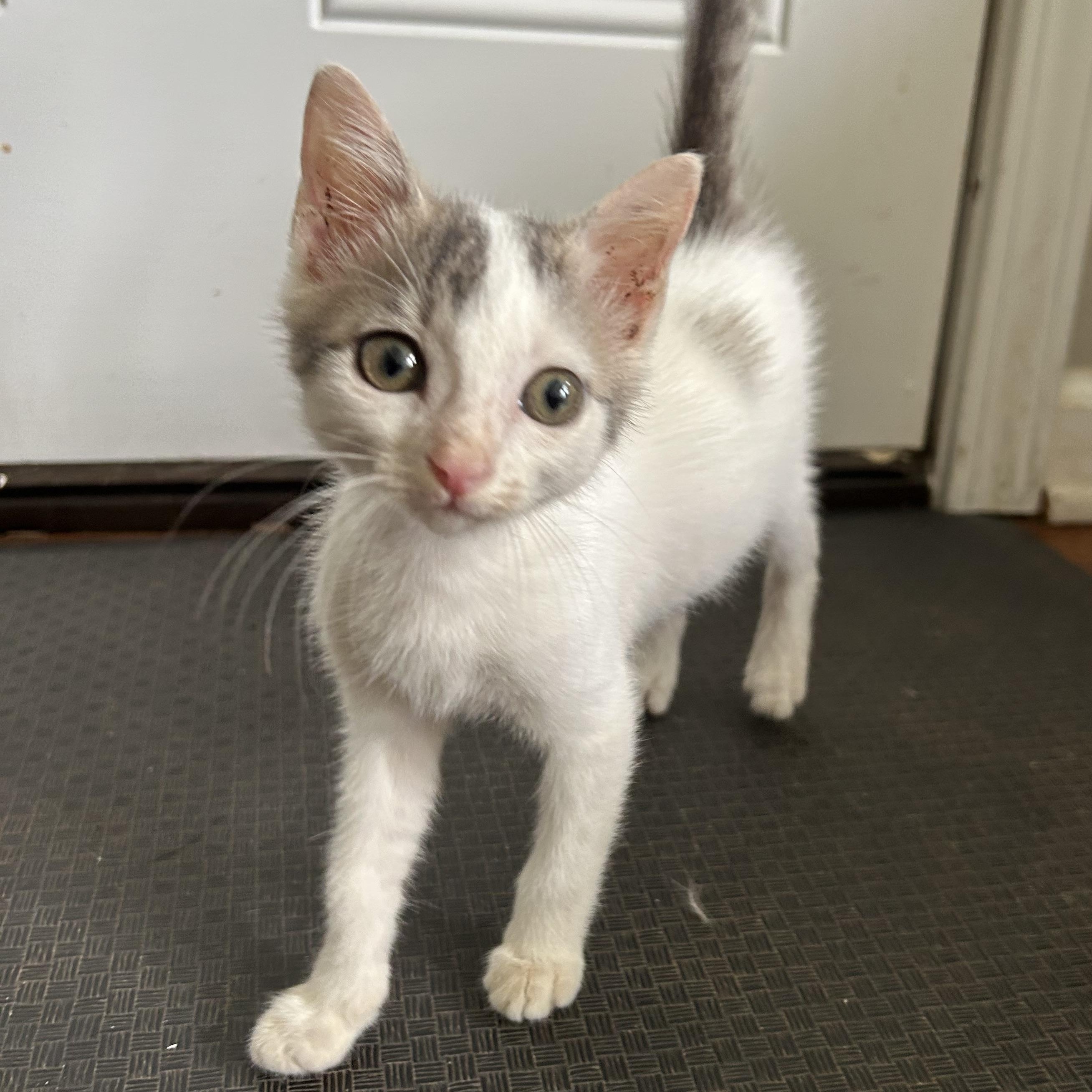 Jess American Shorthair Cat