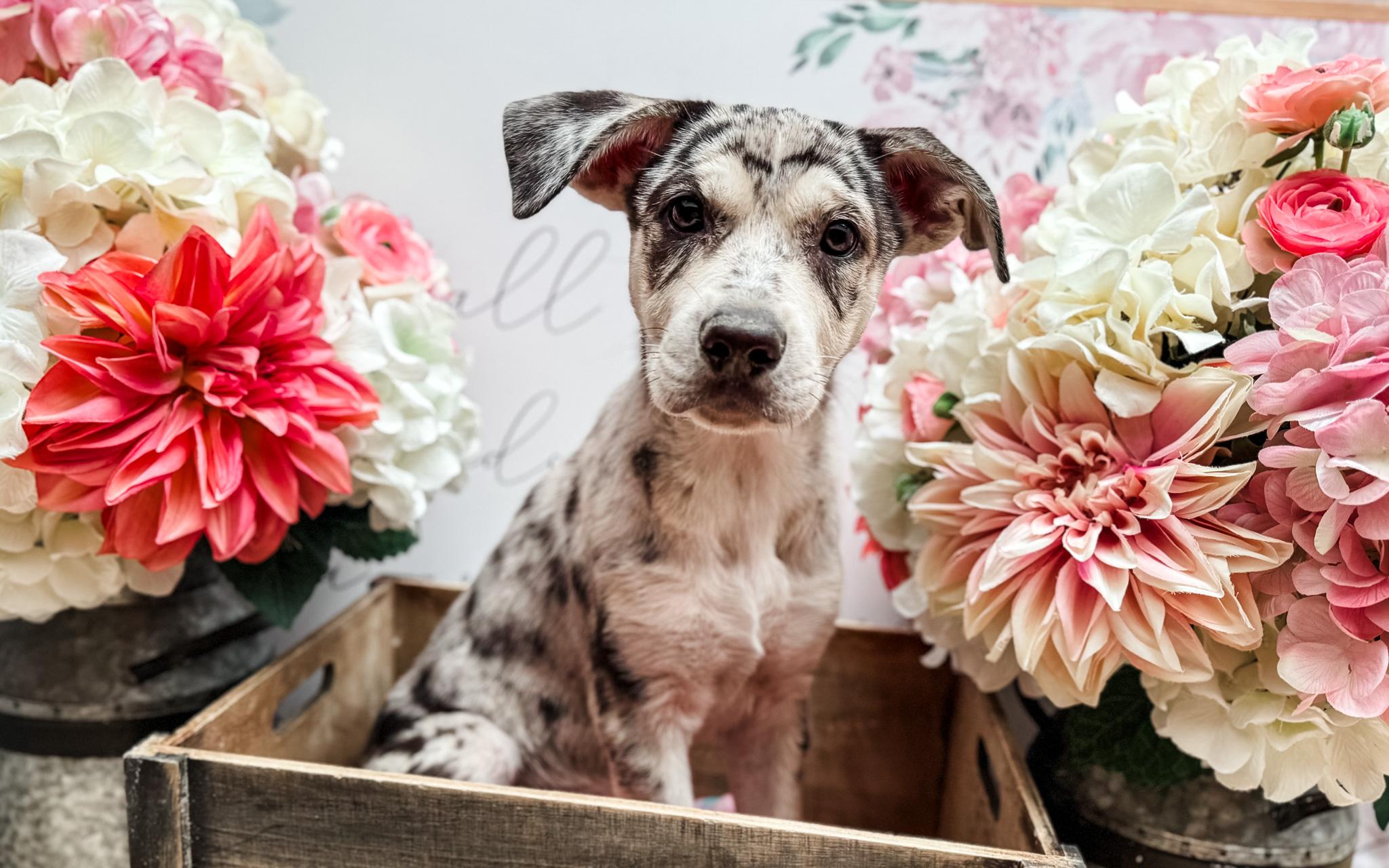 Daisy