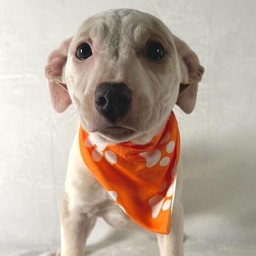 Enlarge Kingsley, a Adoptable Terrier in Johnson City, TN image 1/3