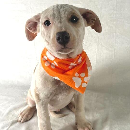 Enlarge Kingsley, a Adoptable Terrier in Johnson City, TN image 2/3