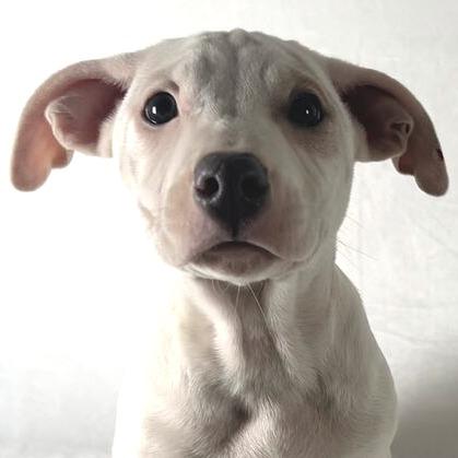 Enlarge Kingsley, a Adoptable Terrier in Johnson City, TN image 3/3