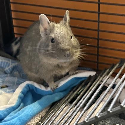 Enlarge Babu, a ADOPTABLE Degu in Lansing, MI image 1/3