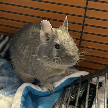 Enlarge Babu, a ADOPTABLE Degu in Lansing, MI image 2/3