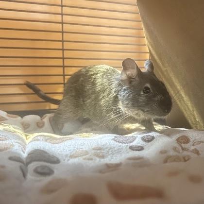 Enlarge Babu, a ADOPTABLE Degu in Lansing, MI image 3/3