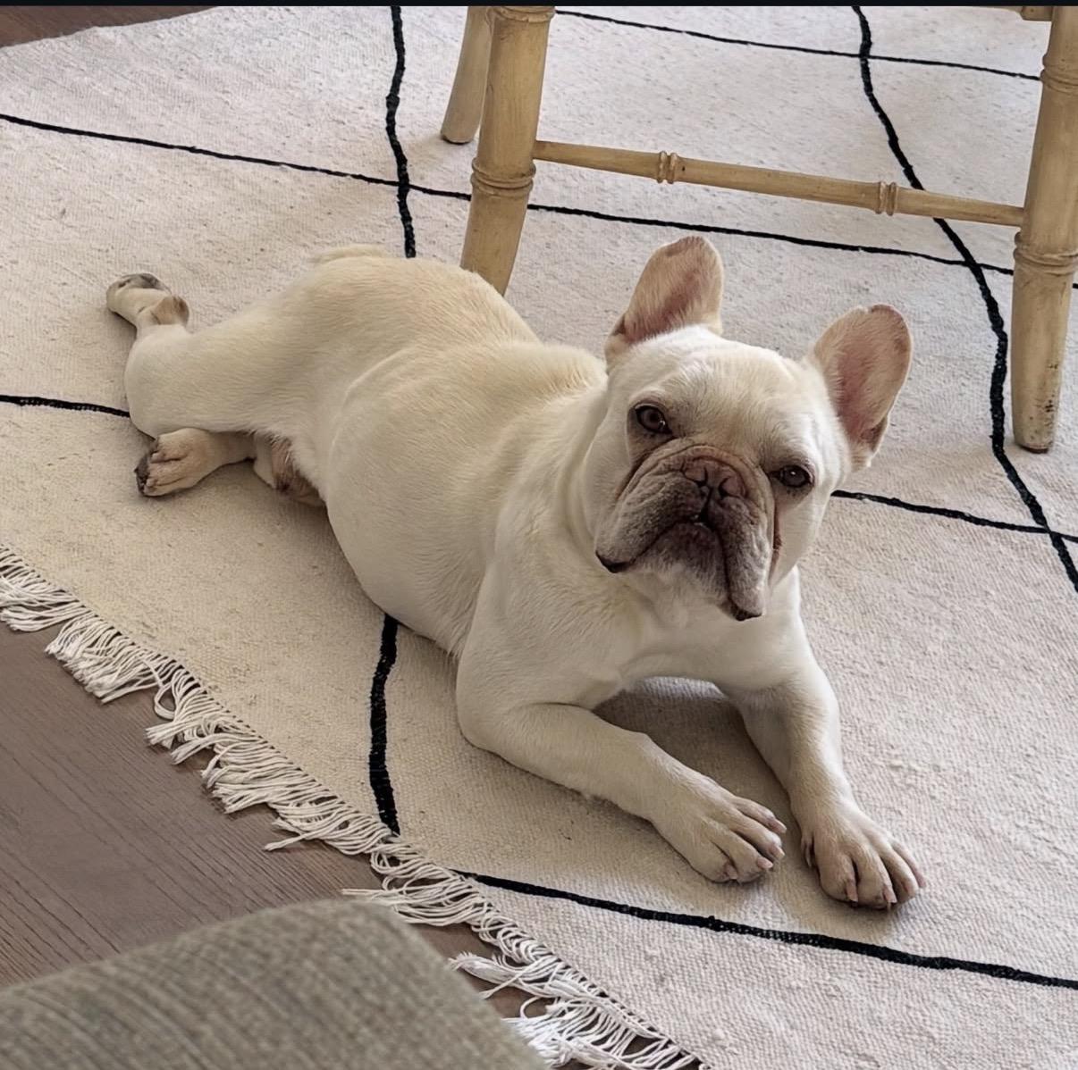 Monkey- ADOPT Me!!, adopted, Adult Male French Bulldog.