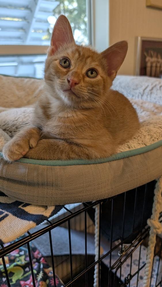Thyme, Adoptable, Kitten Male Domestic Short Hair.