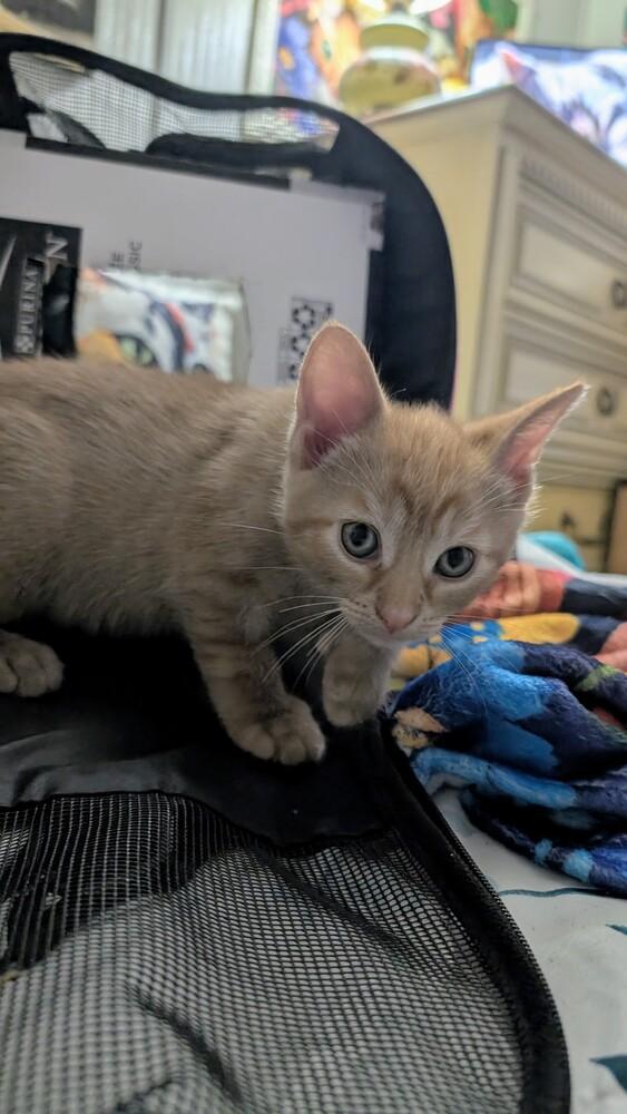 Thyme, a Adoptable Domestic Short Hair in Brandon, FL image 2/4