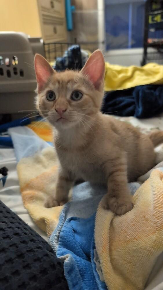 Thyme, a Adoptable Domestic Short Hair in Brandon, FL image 3/4