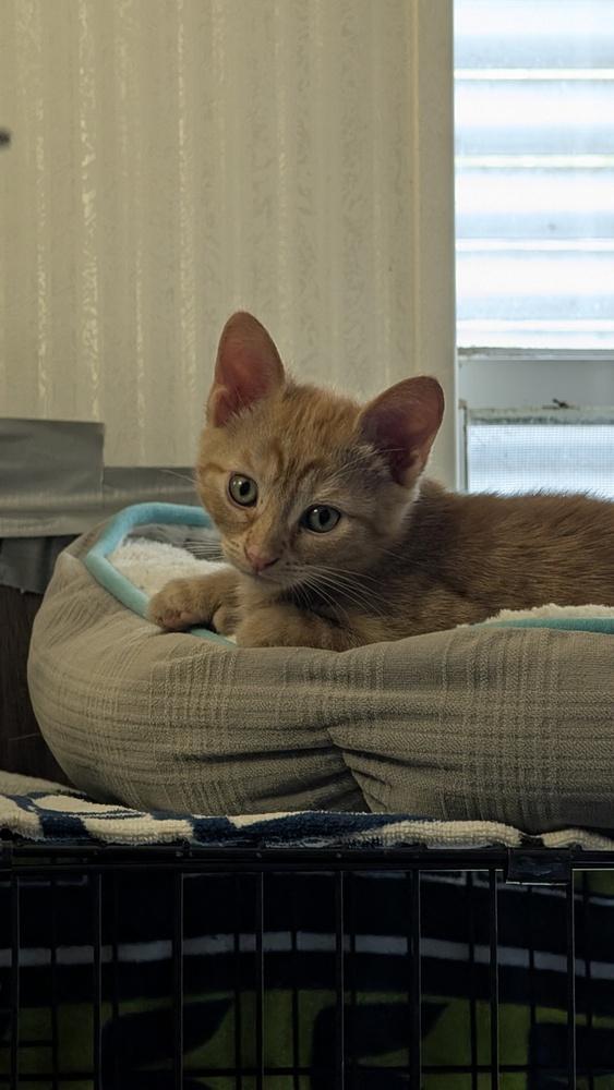 Thyme, a Adoptable Domestic Short Hair in Brandon, FL image 4/4