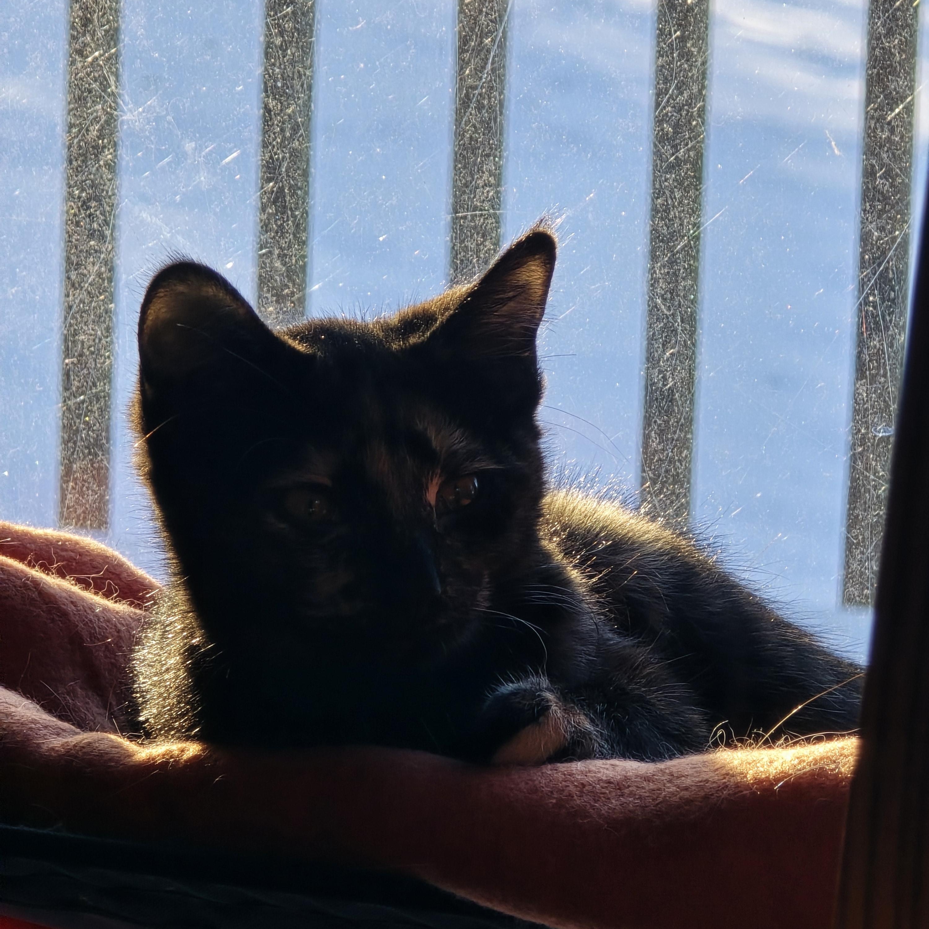 Enlarge Bonita, a Adoptable Tortoiseshell in River Falls, WI image 6/6