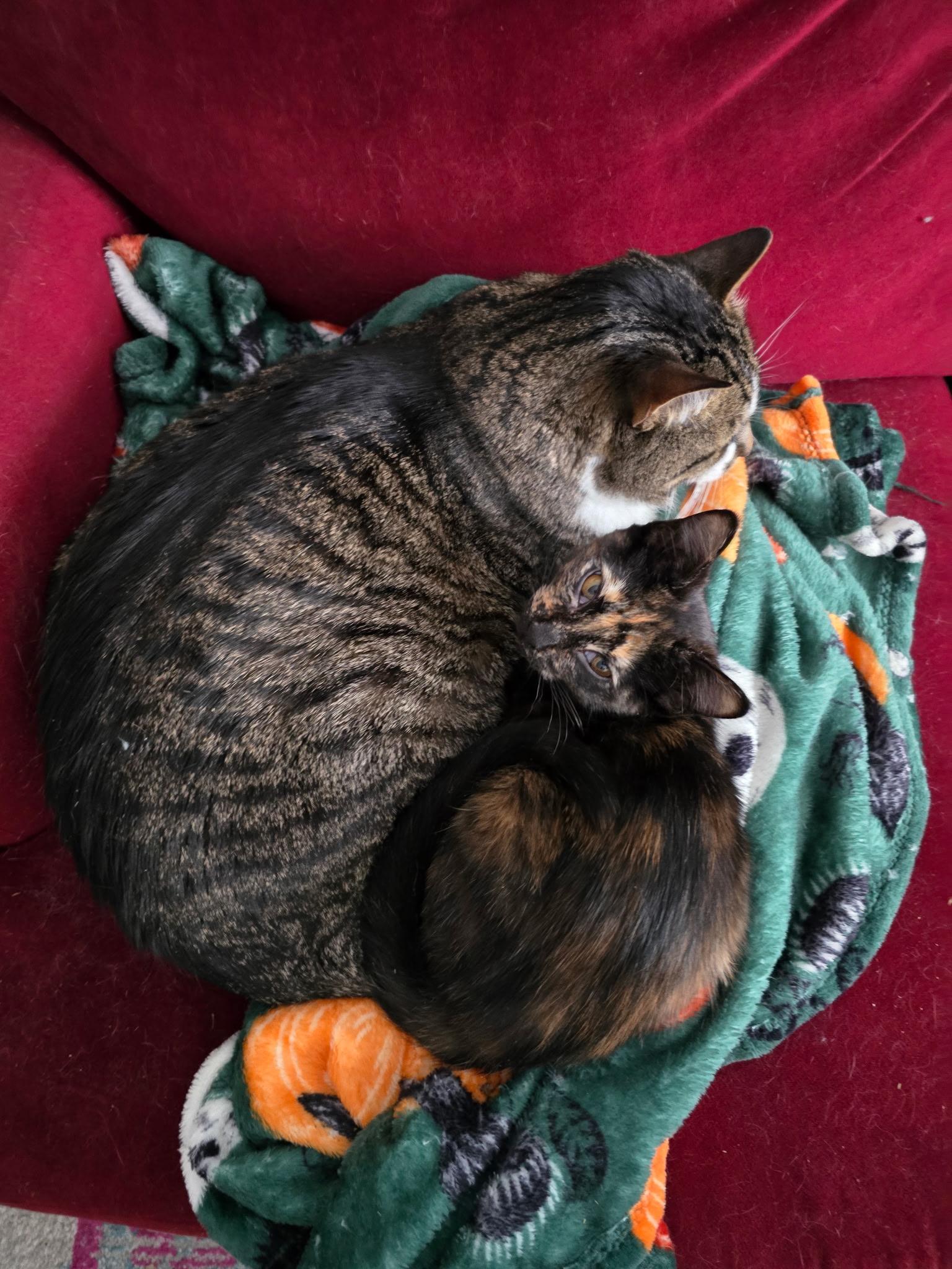 Enlarge Bonita, a Adoptable Tortoiseshell in River Falls, WI image 4/6