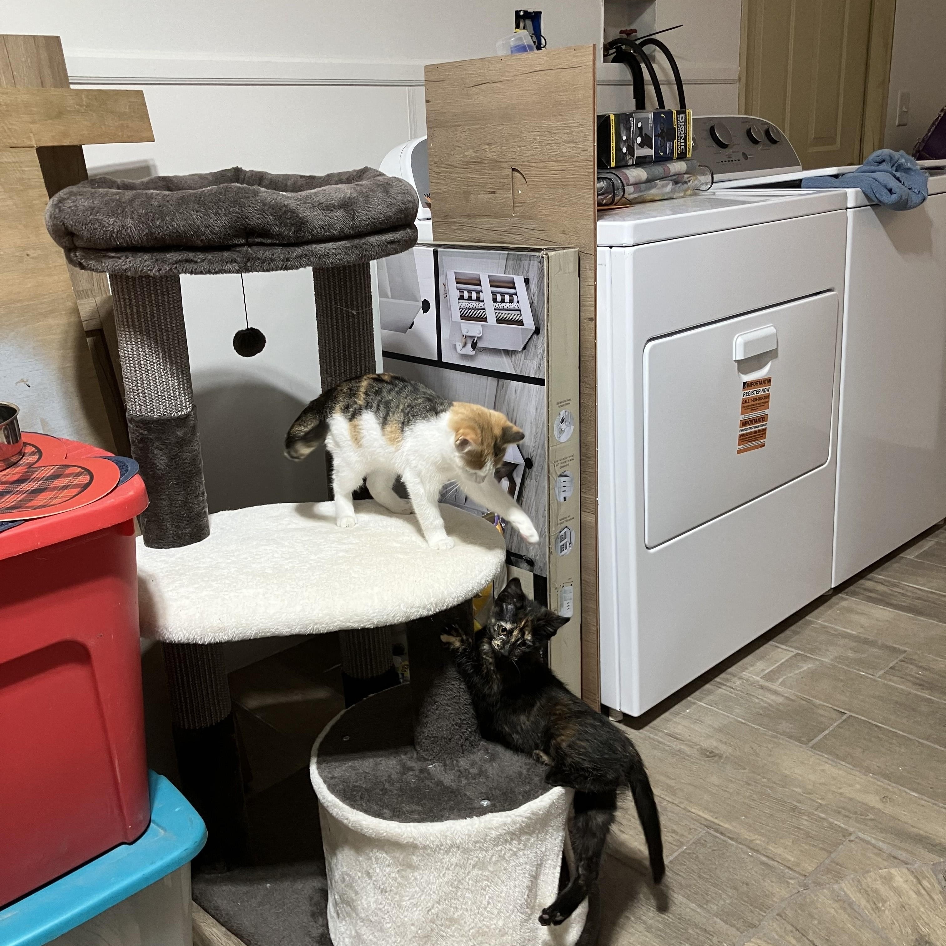 Enlarge Bonita, a Adoptable Tortoiseshell in River Falls, WI image 2/5