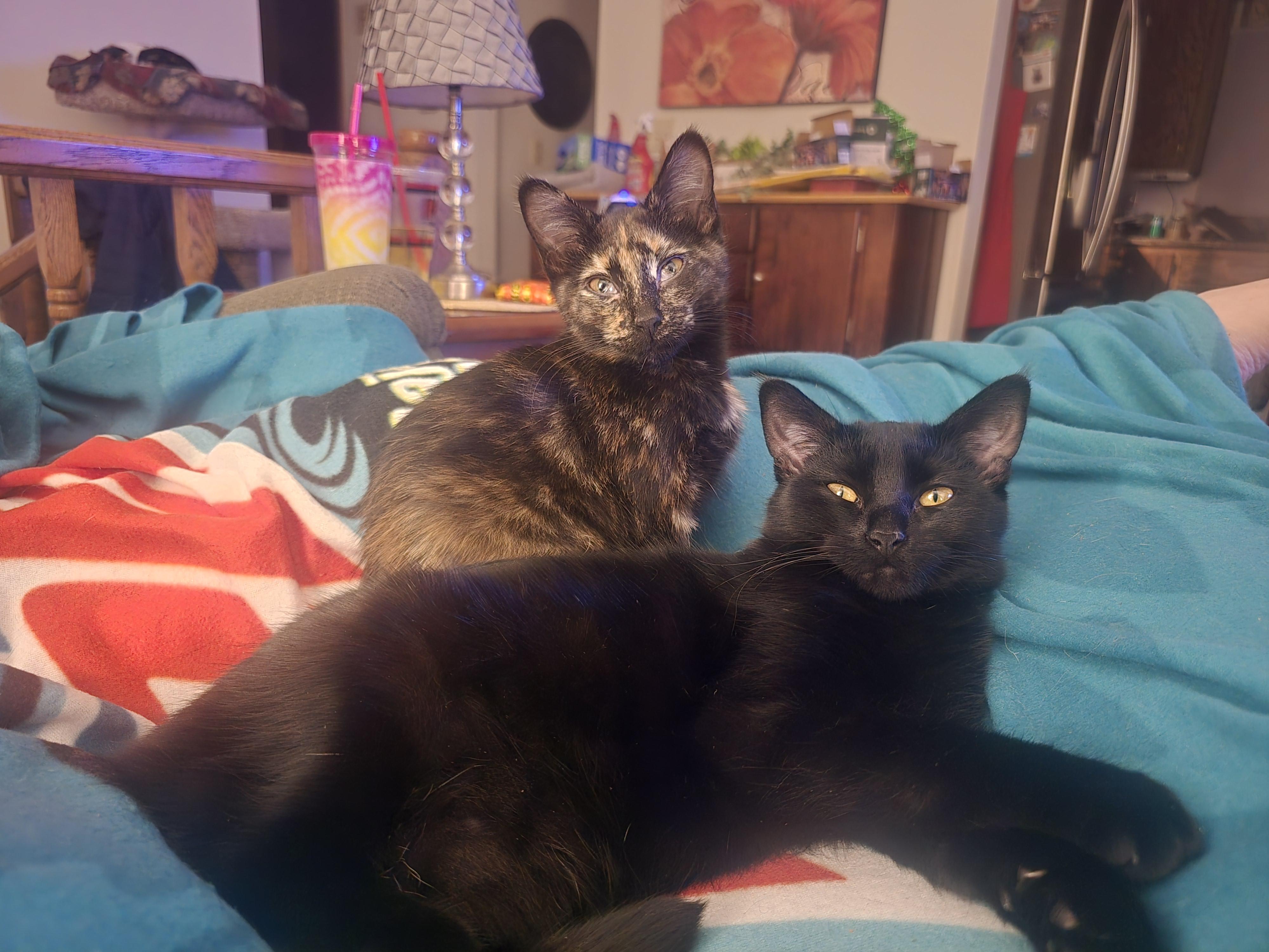 Enlarge Bonita, a Adoptable Tortoiseshell in River Falls, WI image 3/6