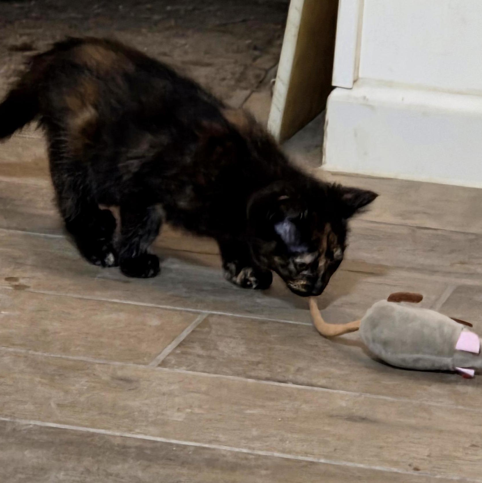 Enlarge Bonita, a Adoptable Tortoiseshell in River Falls, WI image 5/5