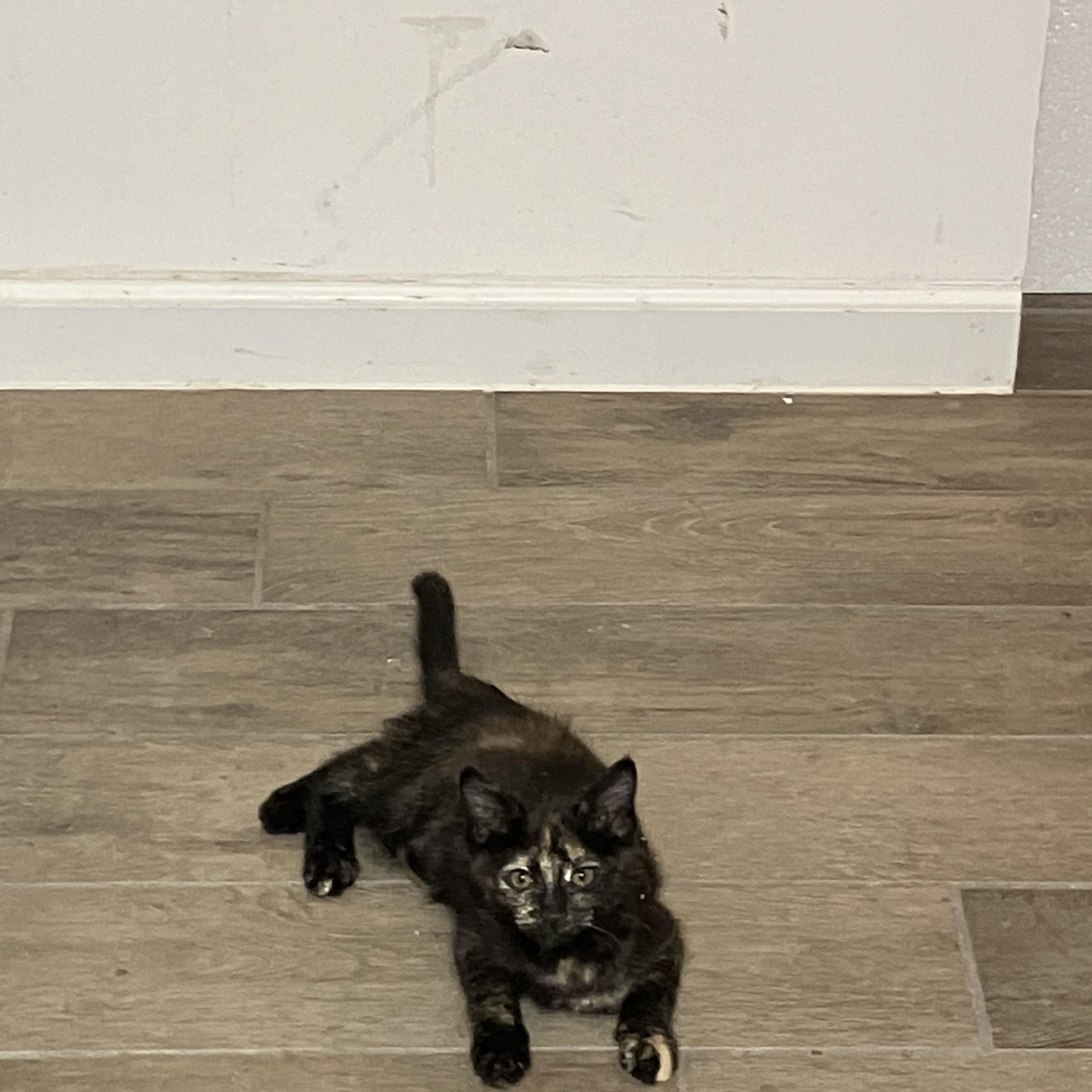 Enlarge Bonita, a Adoptable Tortoiseshell in River Falls, WI image 3/5