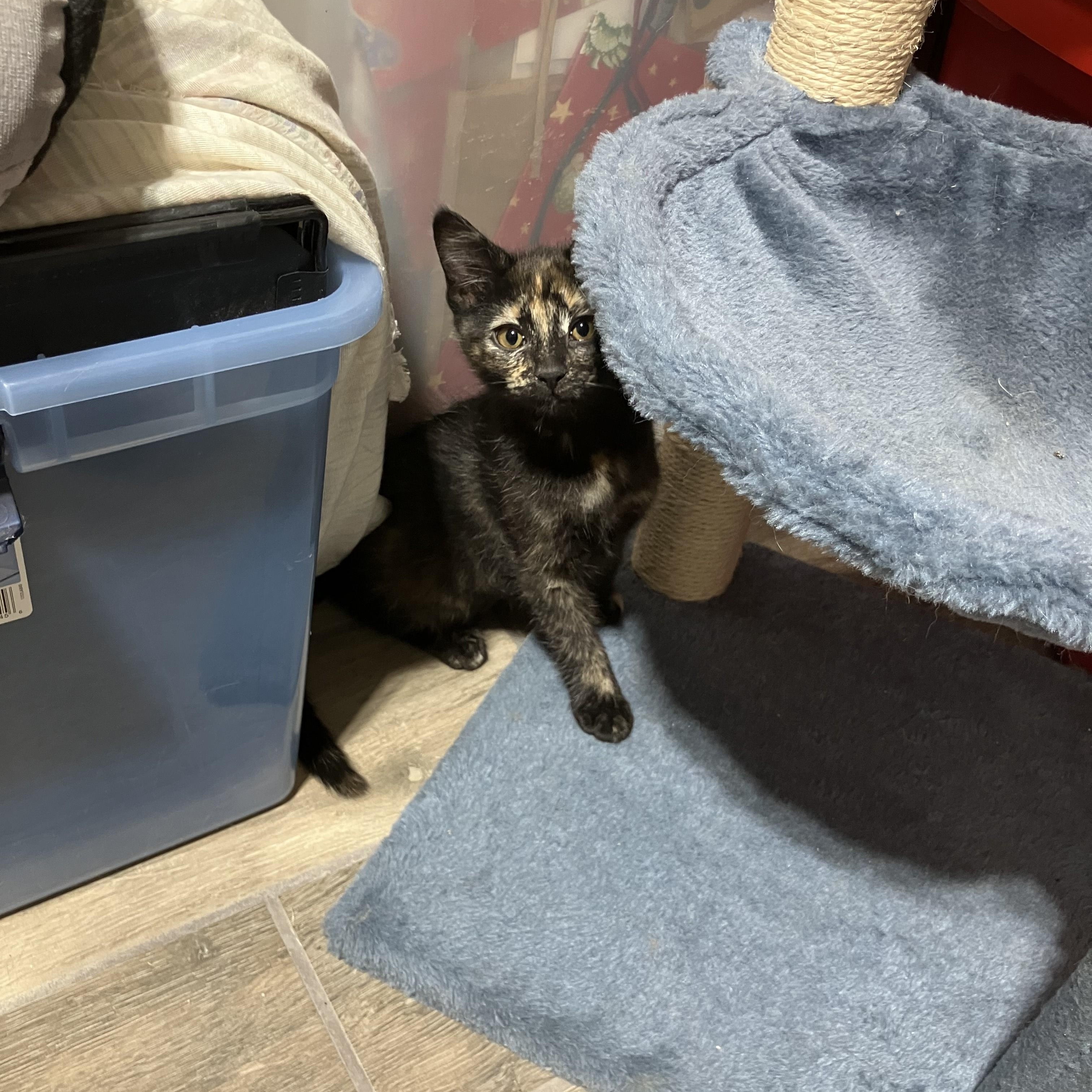 Bonita, Adoptable, Kitten Female Tortoiseshell.