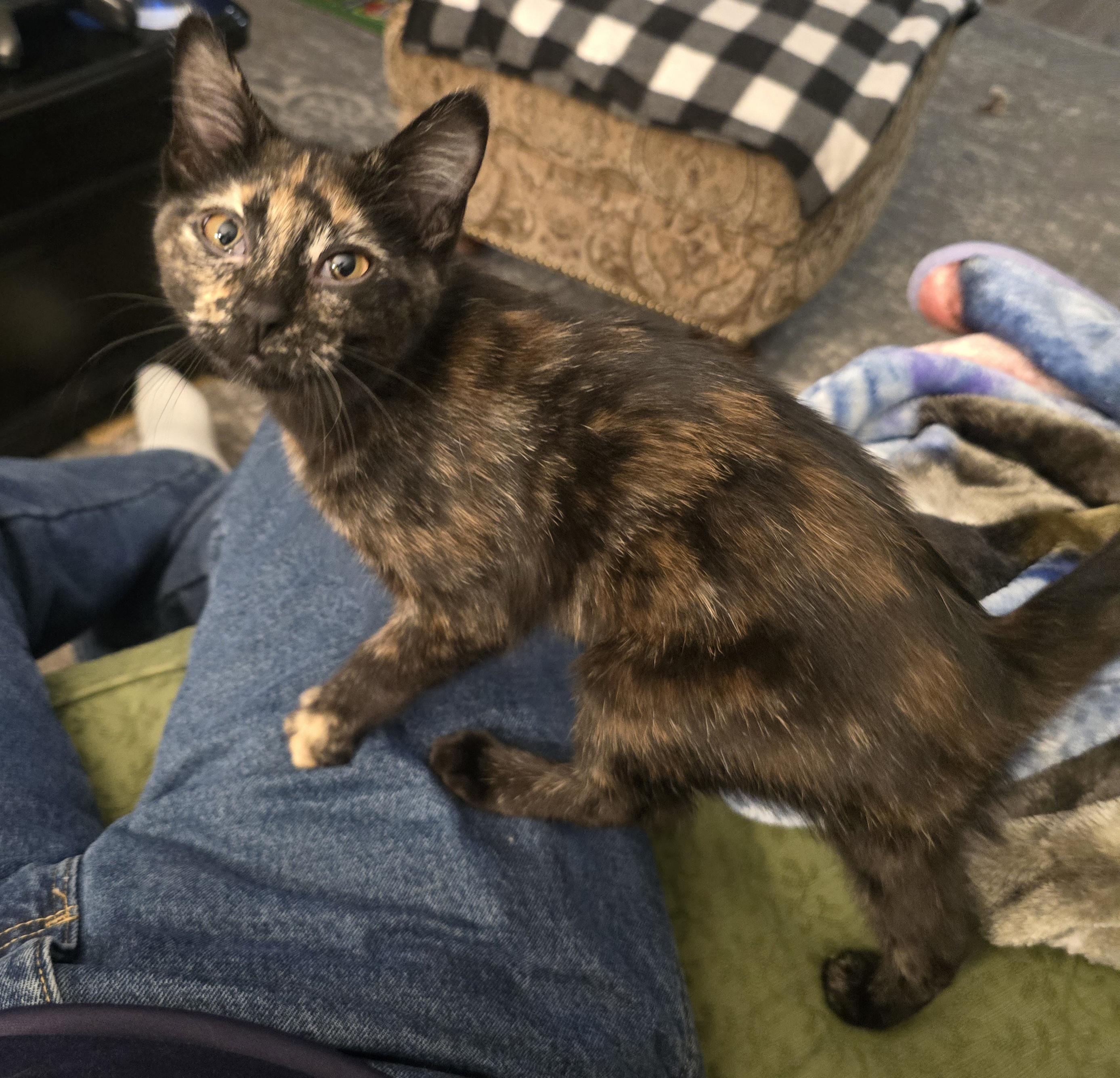 Enlarge Bonita, a Adoptable Tortoiseshell in River Falls, WI image 5/6