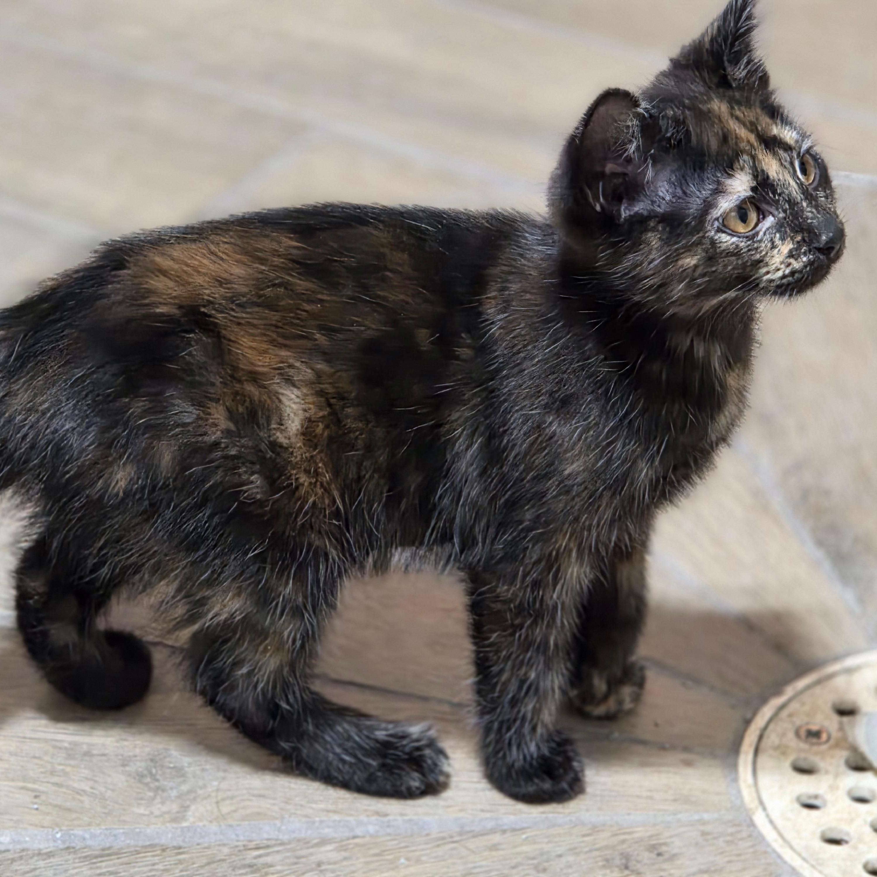 Enlarge Bonita, a Adoptable Tortoiseshell in River Falls, WI image 4/5