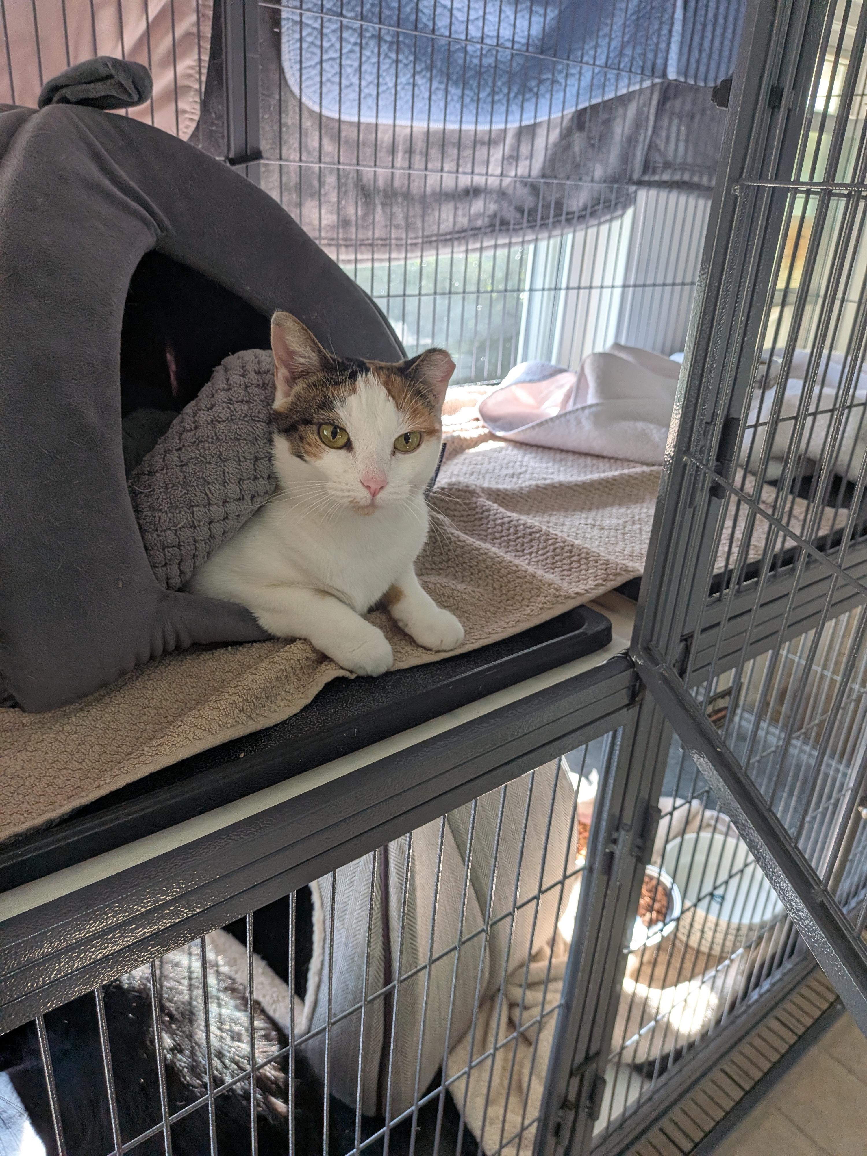 Enlarge Kurt, a Adopted Domestic Short Hair in Melbourne, FL image 2/2