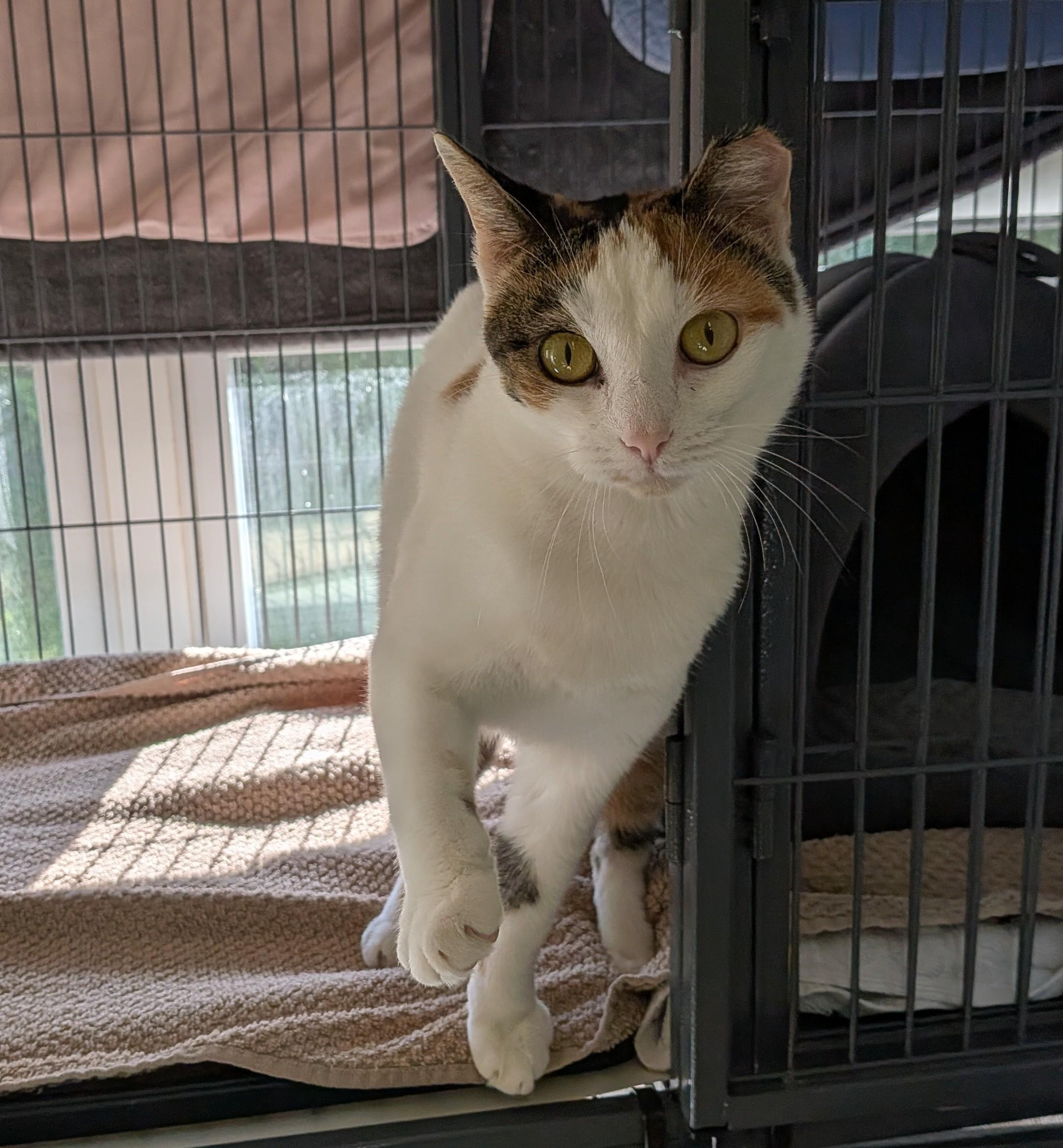 Kurt, Adopted, Adult Female Domestic Short Hair.