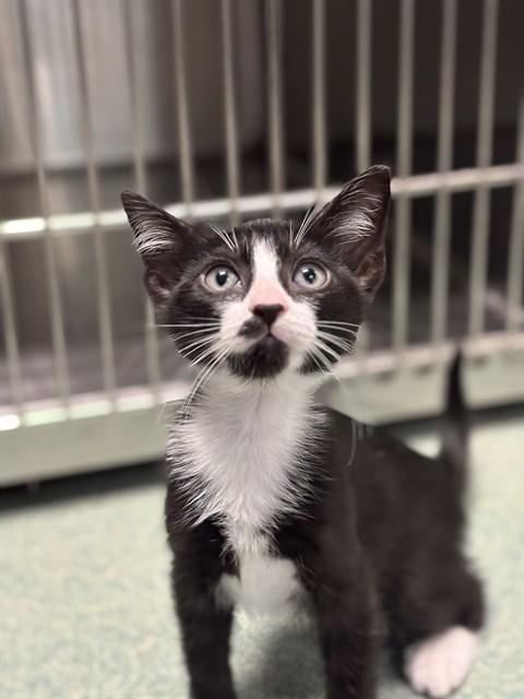 Enlarge Sergio A219322, a Adopted Tuxedo in Plano, TX image 3/5