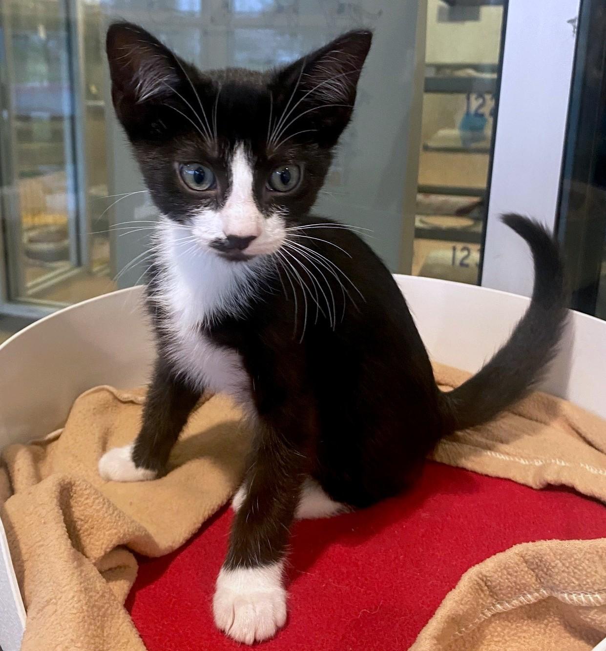 Enlarge Sergio A219322, a Adopted Tuxedo in Plano, TX image 5/5