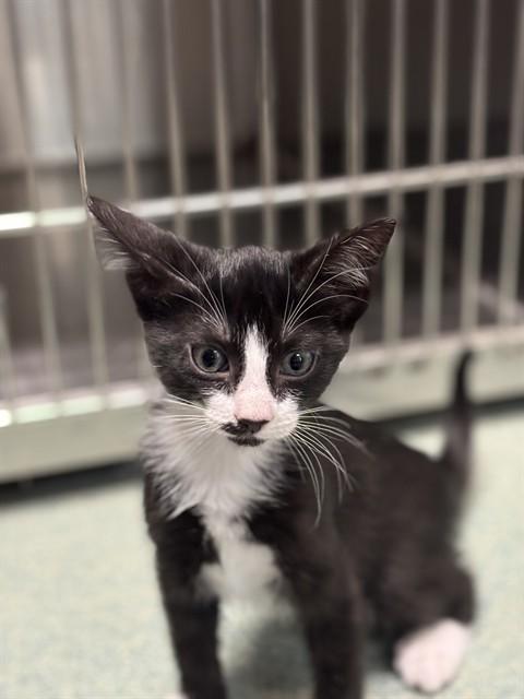 Enlarge Sergio A219322, a Adopted Tuxedo in Plano, TX image 4/5