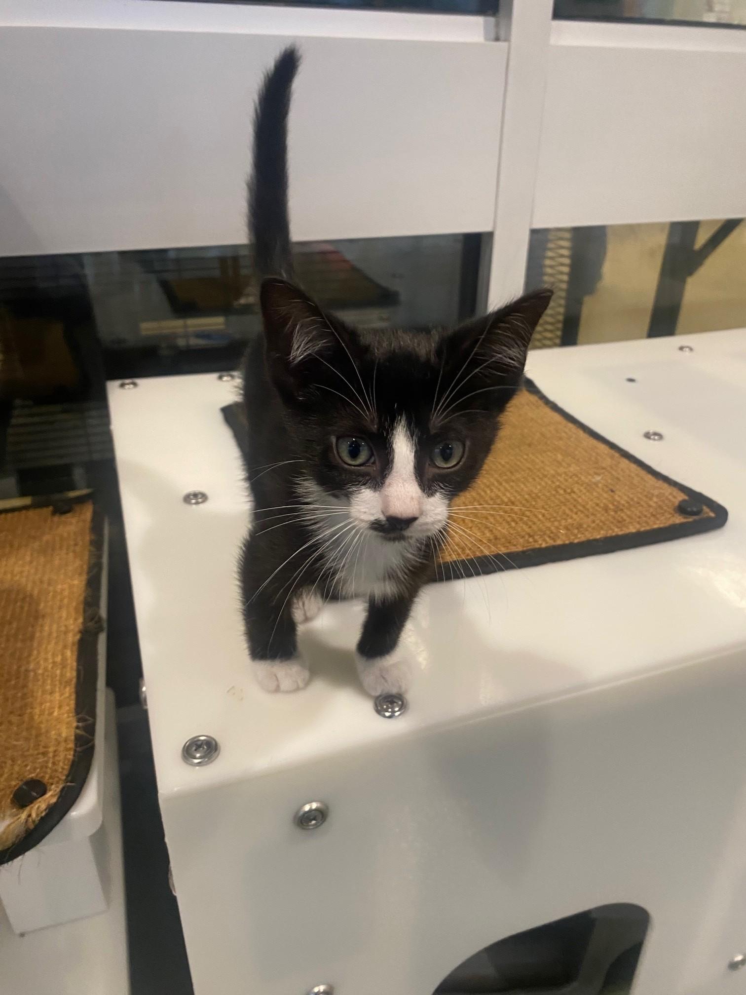 Enlarge Sergio A219322, a Adopted Tuxedo in Plano, TX image 2/5