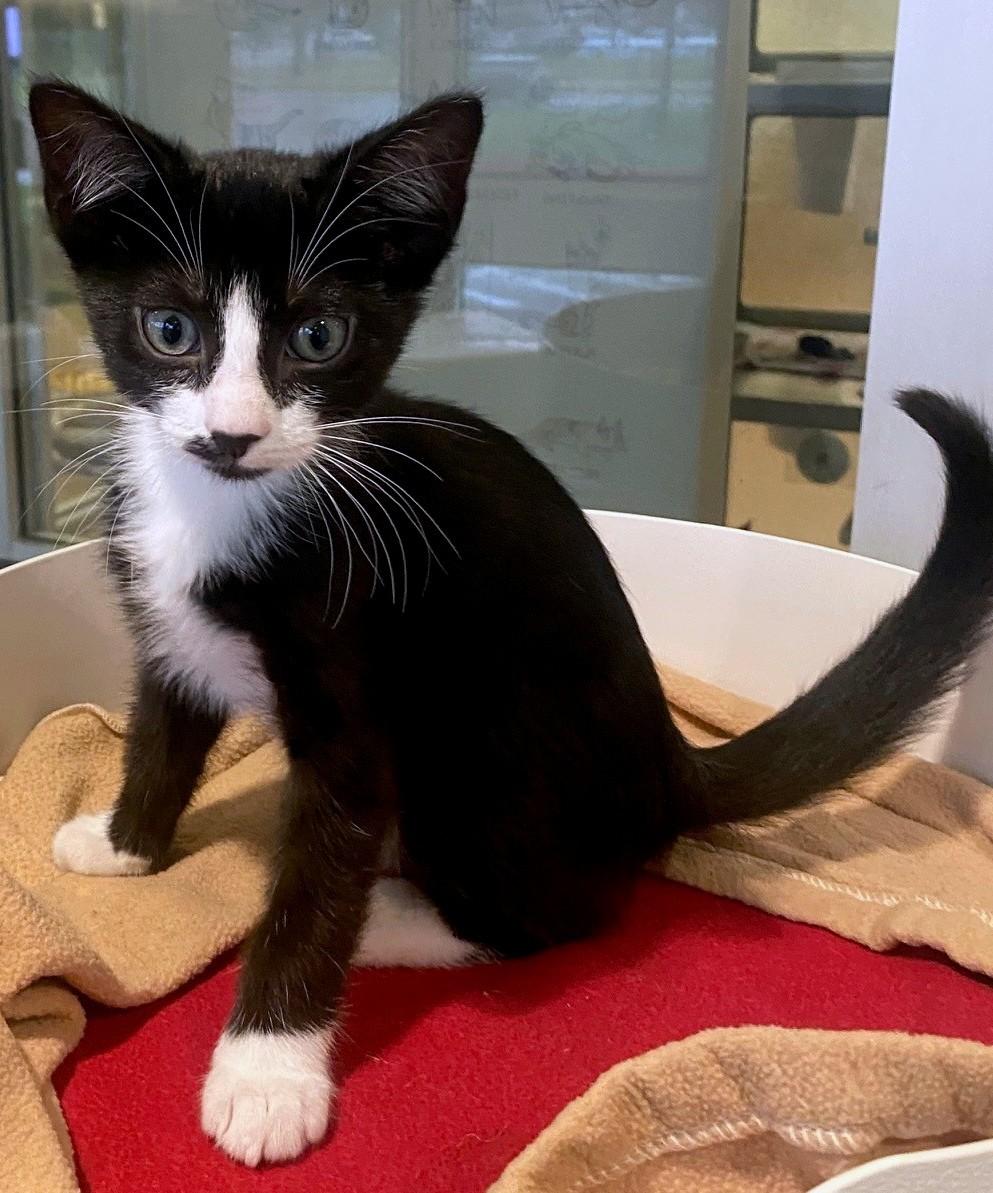 Enlarge Sergio A219322, a Adopted Tuxedo in Plano, TX image 1/5