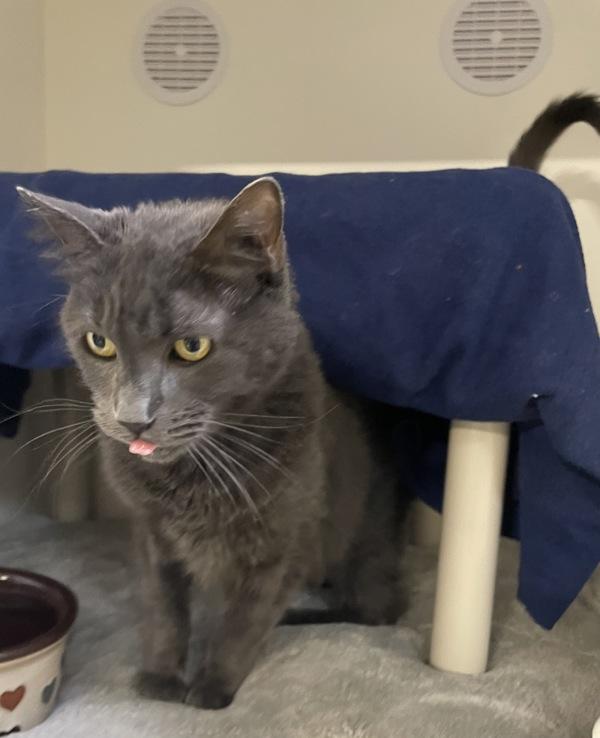 Henry, Adoptable, Senior Male Domestic Long Hair.
